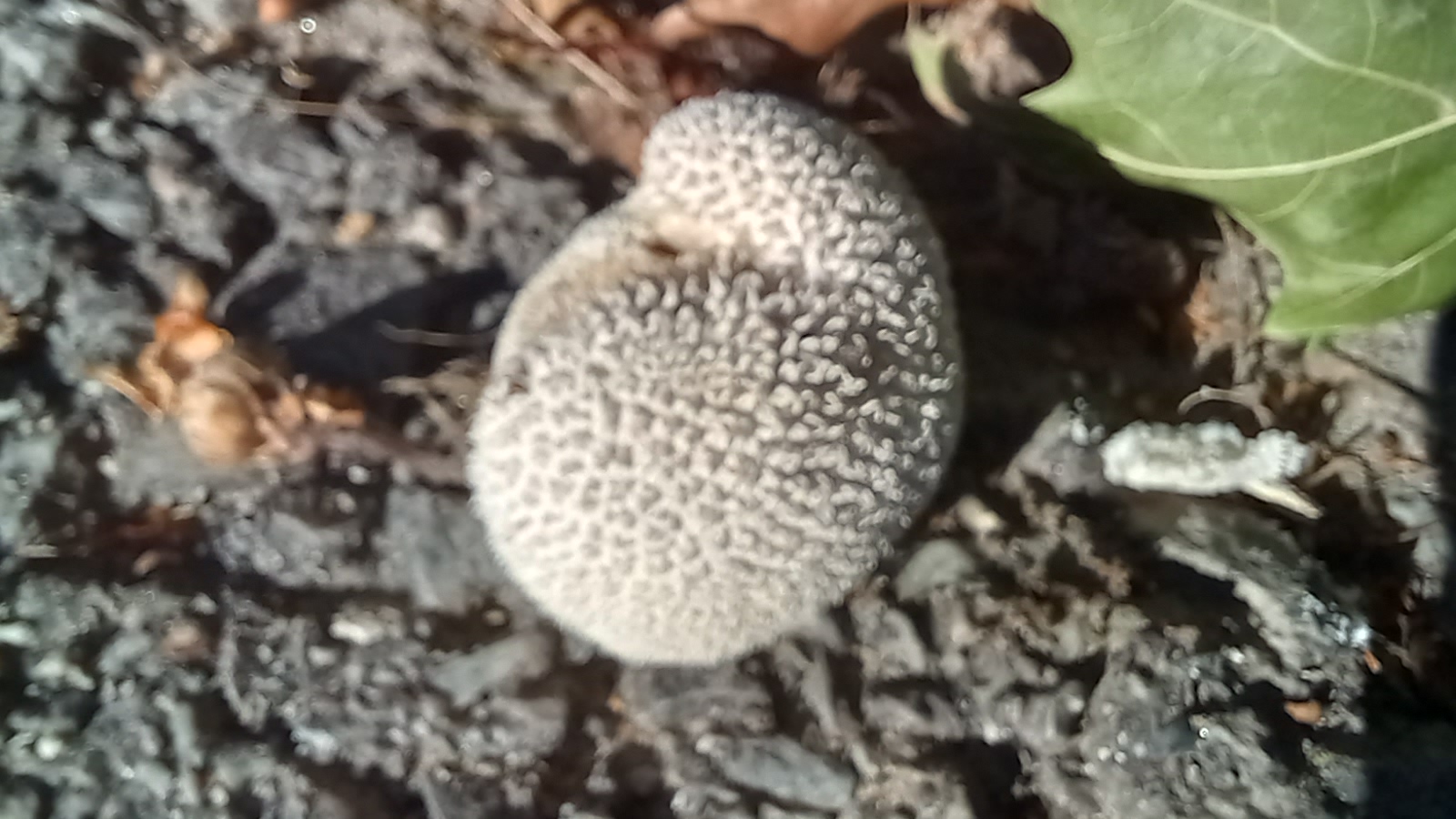 20210920 163735 from Fungus With ANTS 