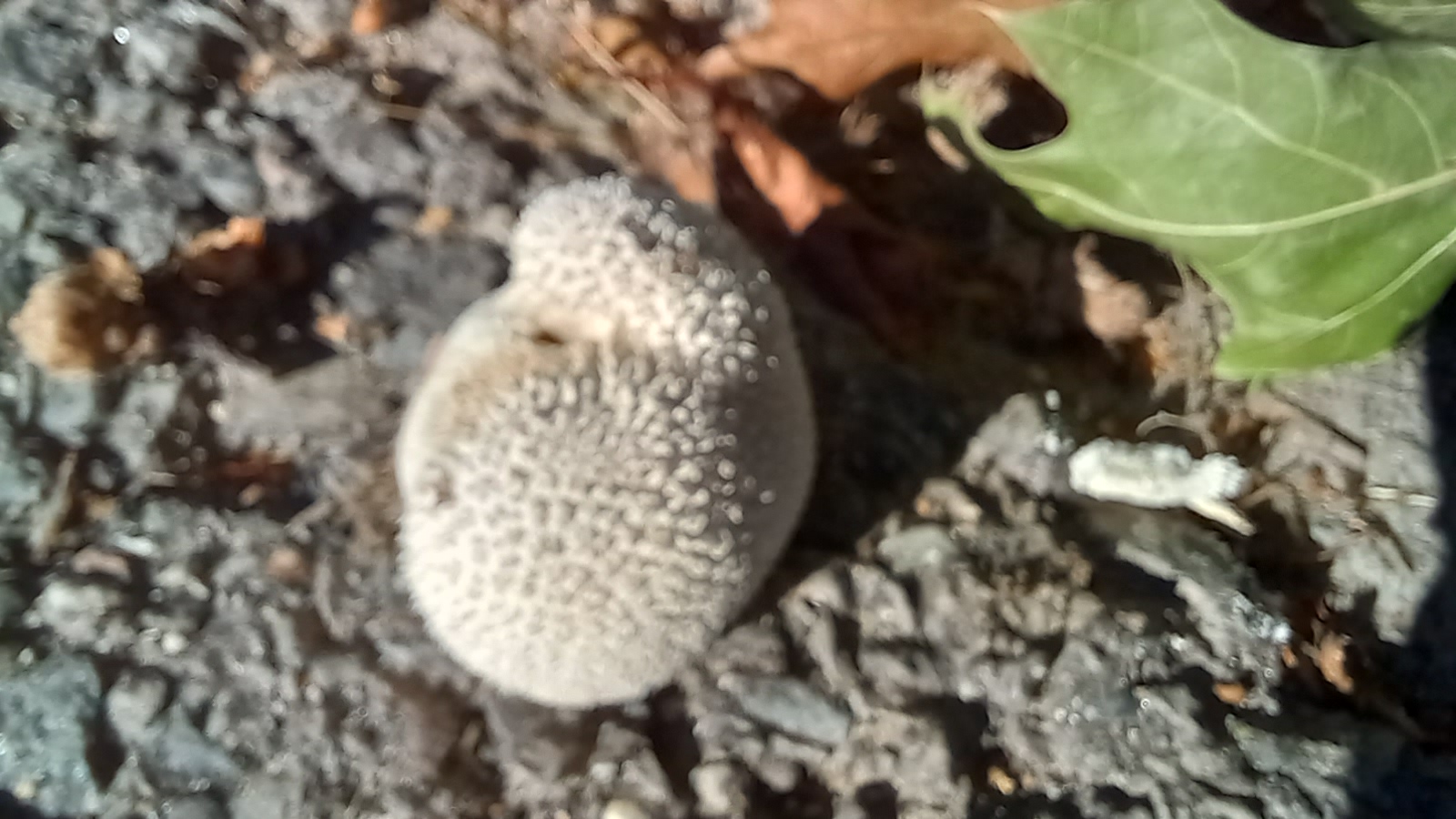 20210920 163747 from Fungus With ANTS 