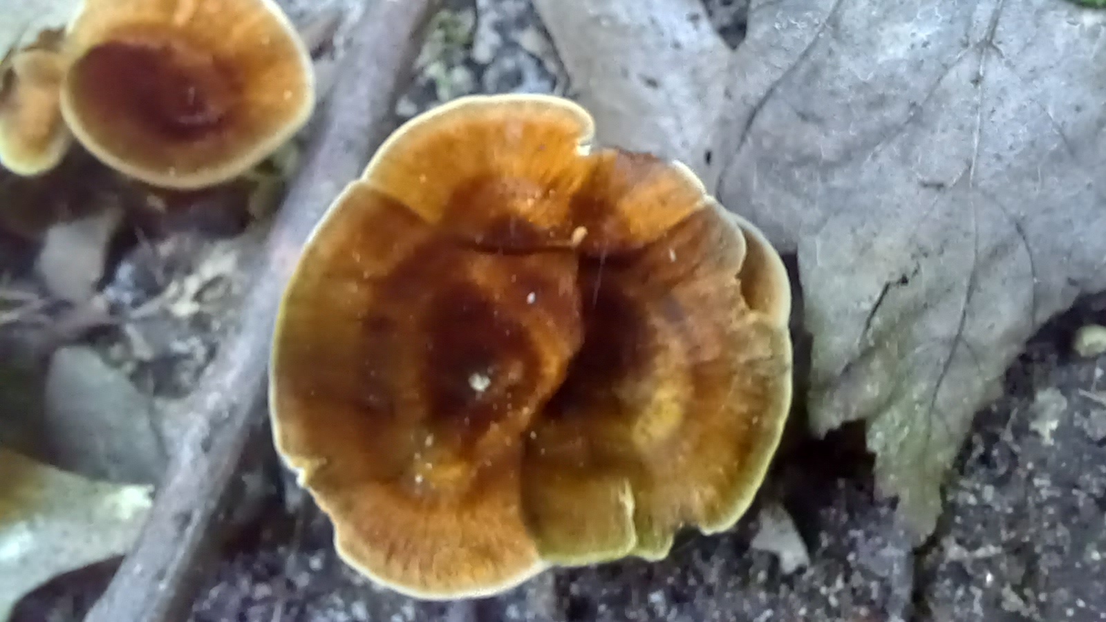 20210920 164727 from Fungus With ANTS 