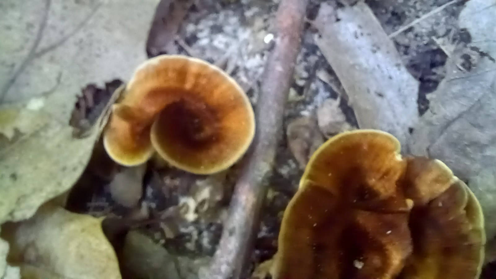 20210920 164730 from Fungus With ANTS 