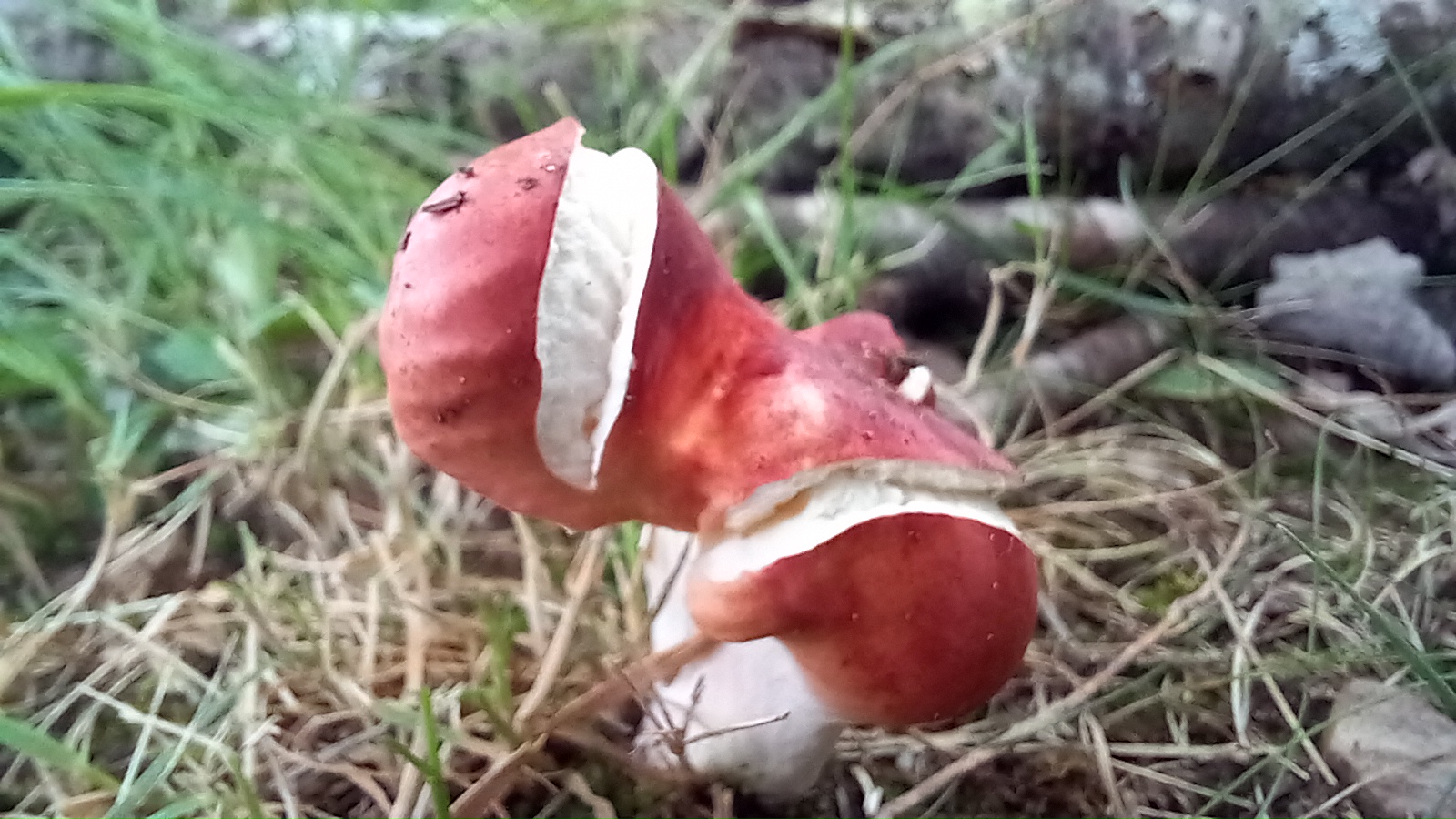 20210921 134133 from Fungus With ANTS 