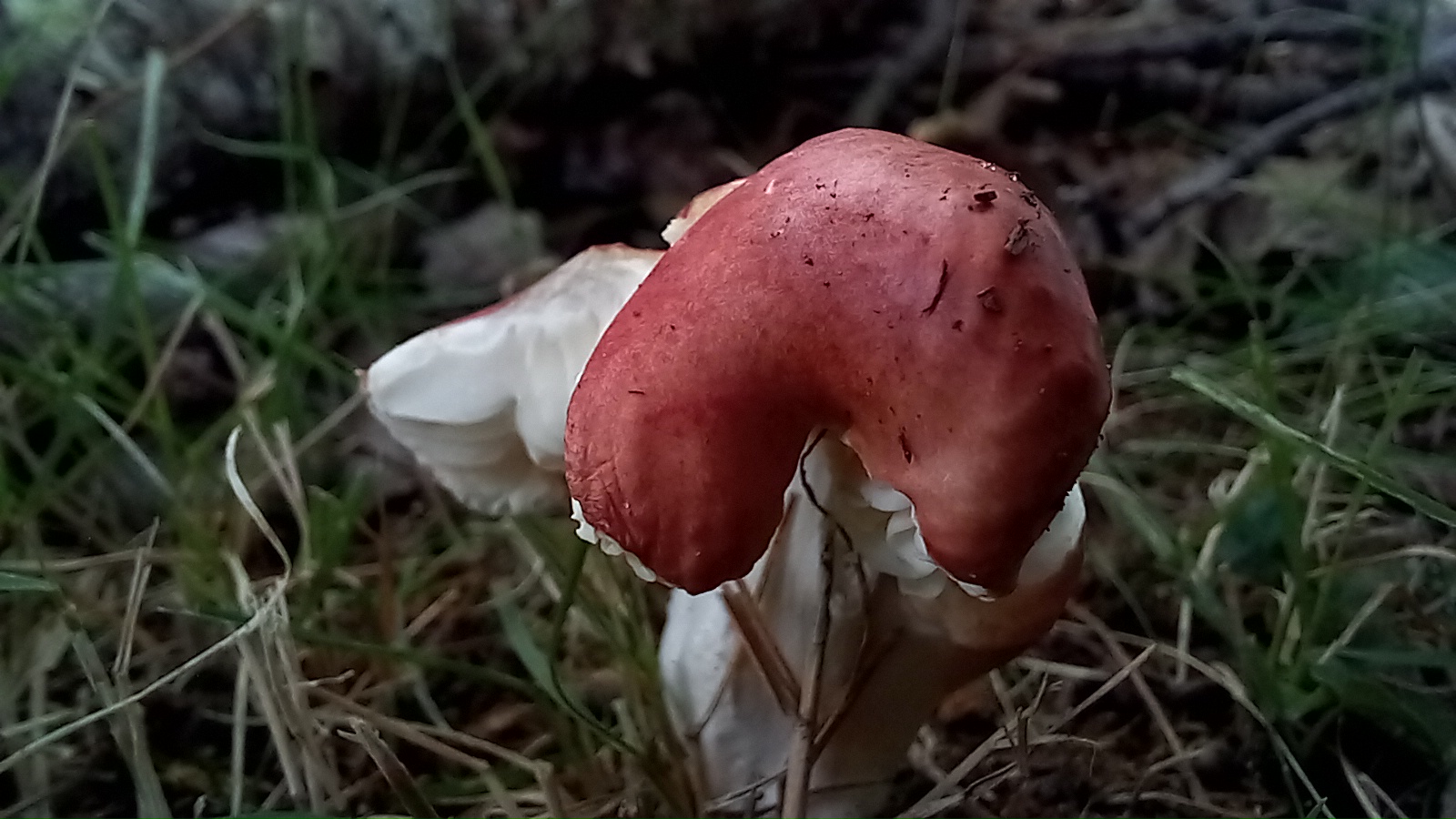20210921 134139 from Fungus With ANTS 