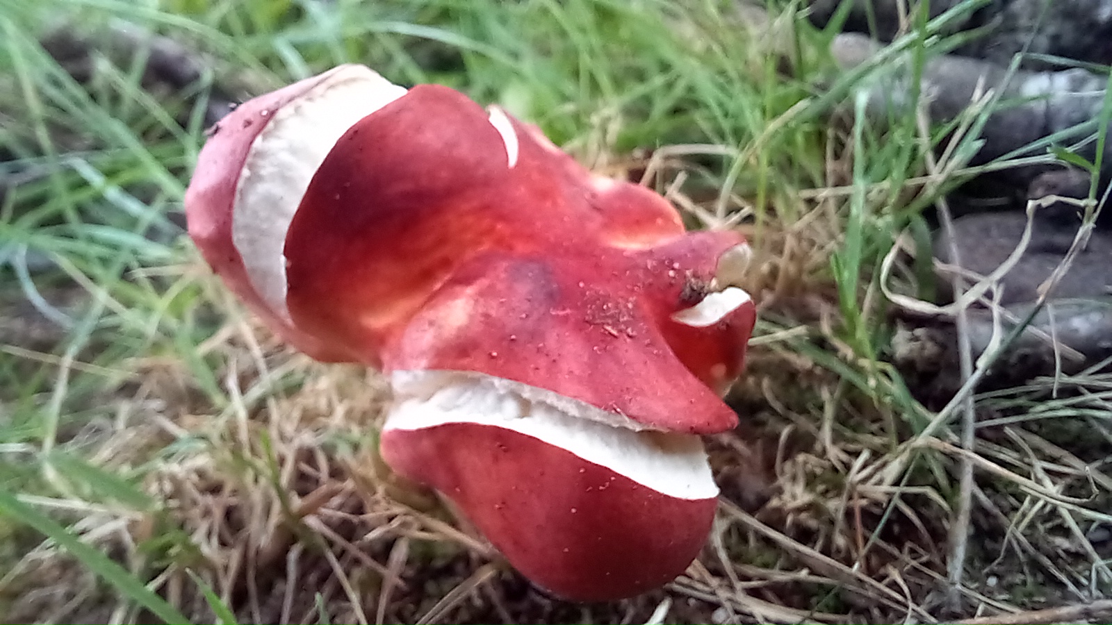 20210921 134147 from Fungus With ANTS 