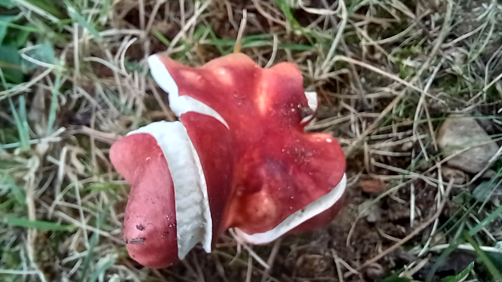 20210921 134202 from Fungus With ANTS 