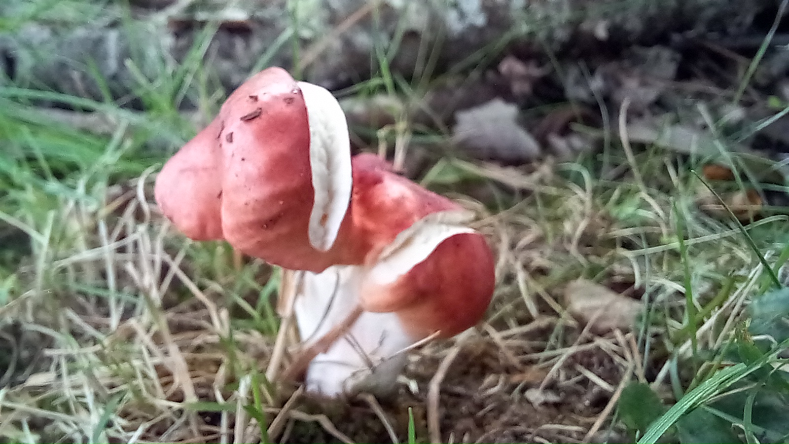 20210921 134209 from Fungus With ANTS 