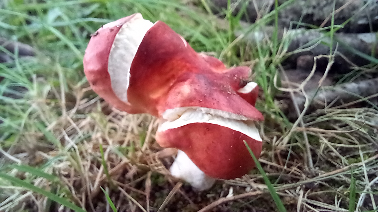 20210921 134225 from Fungus With ANTS 