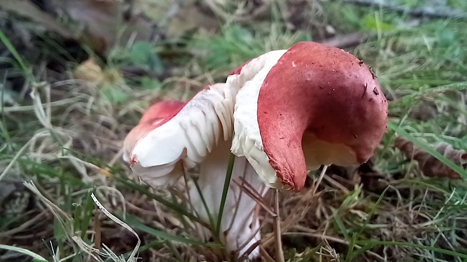 20210921 134236 from Fungus With ANTS 