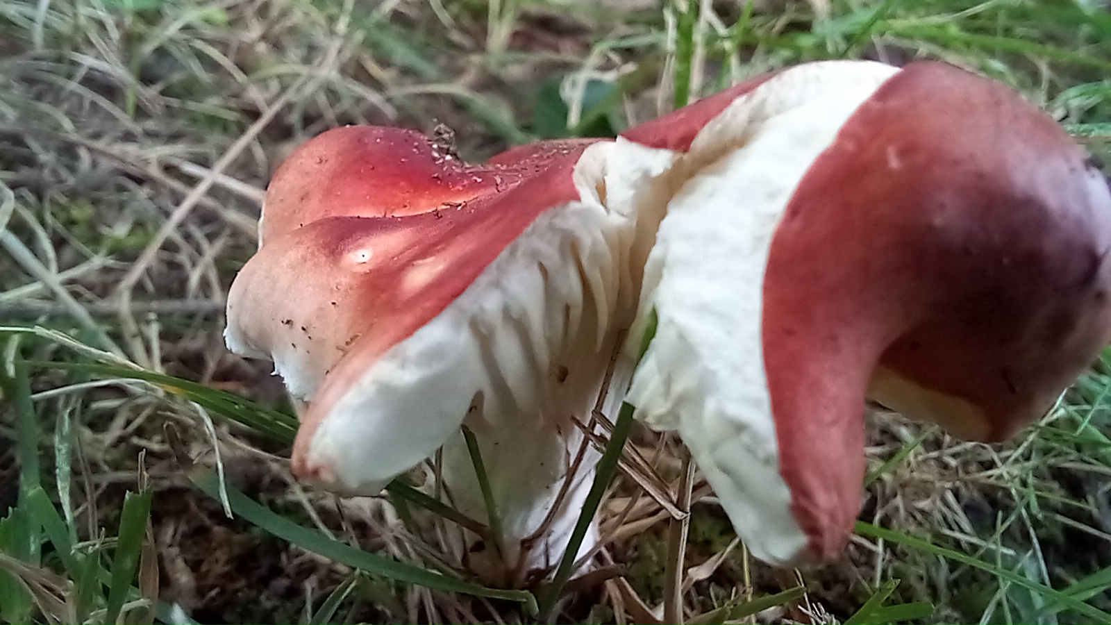 20210921 134243 from Fungus With ANTS 