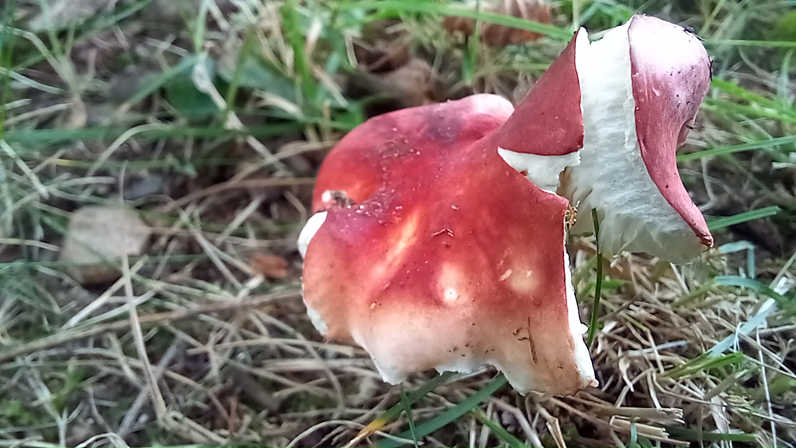 20210921 134247 from Fungus With ANTS 