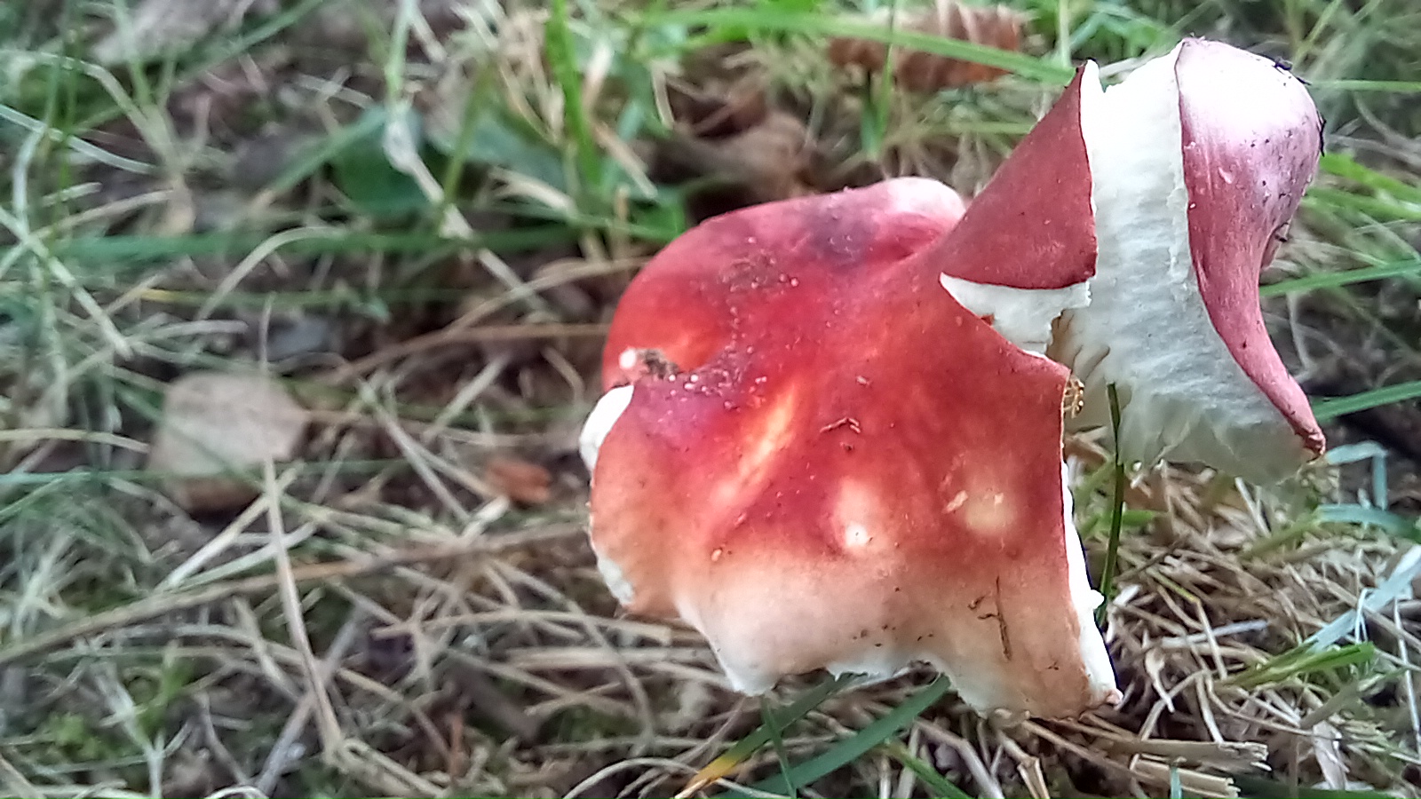 20210921 134248 from Fungus With ANTS 