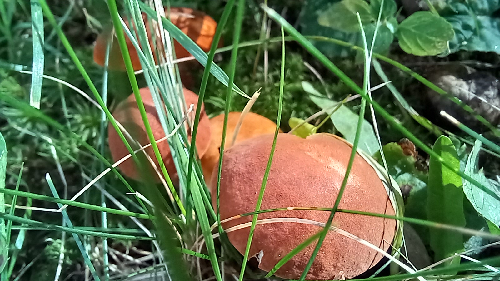 20210921 134310 from Fungus With ANTS 