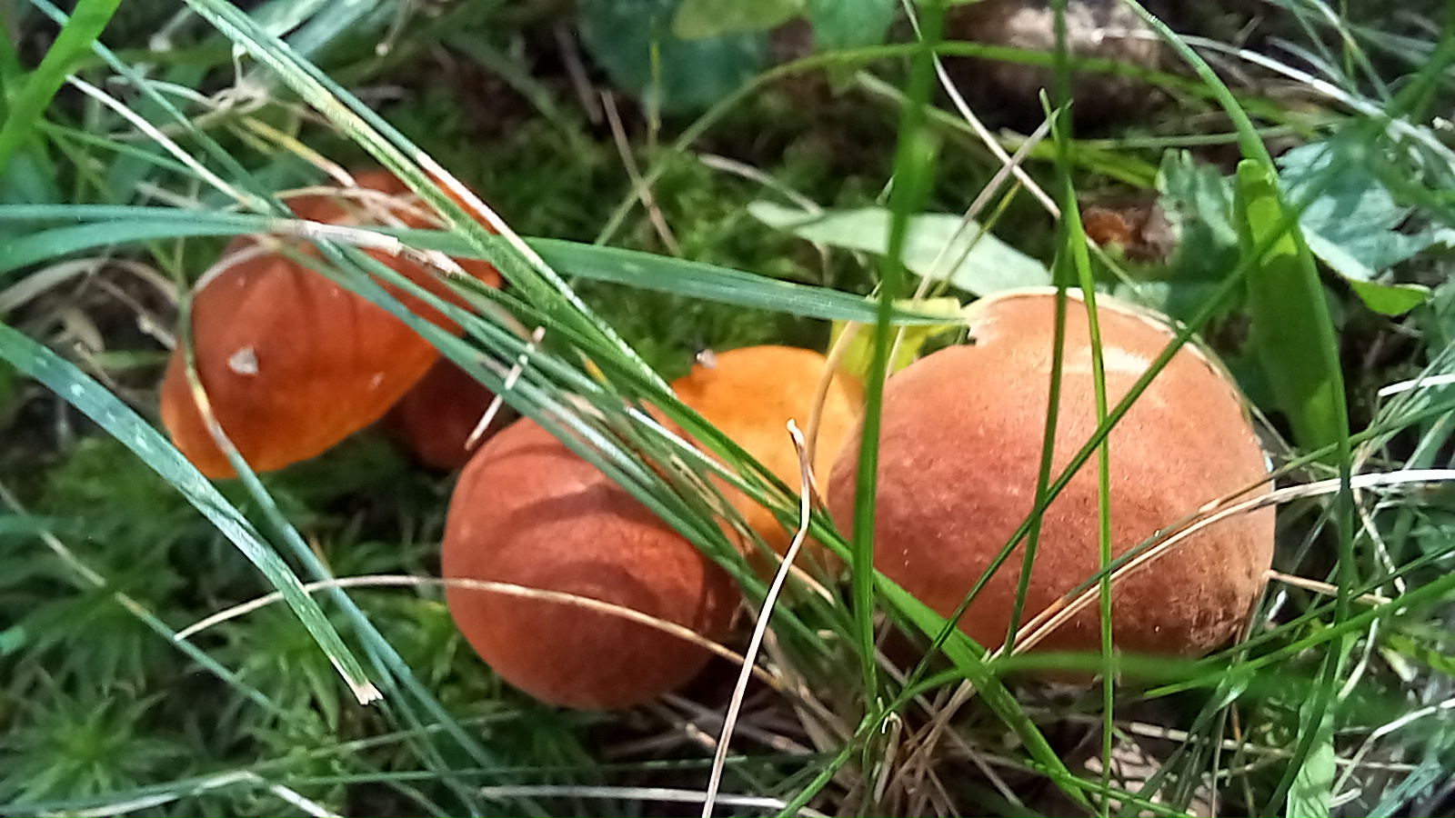 20210921 134317 from Fungus With ANTS 
