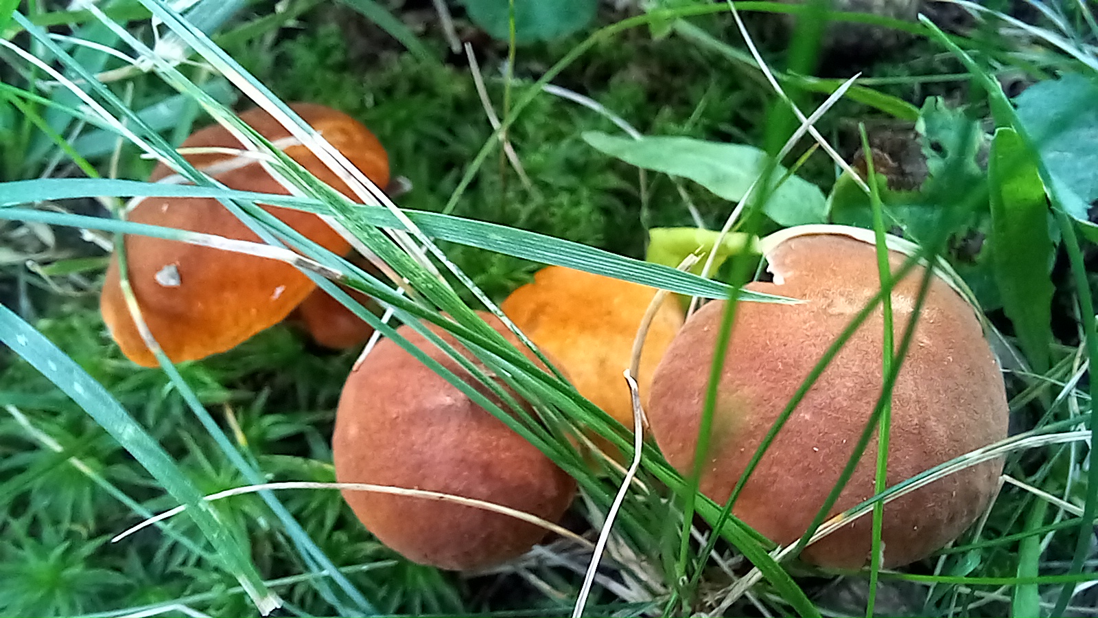 20210921 134328 from Fungus With ANTS 