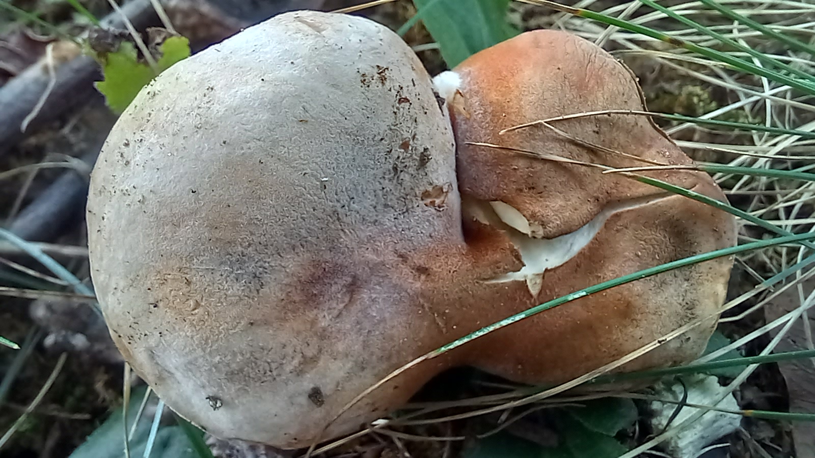 20210921 134409 from Fungus With ANTS 