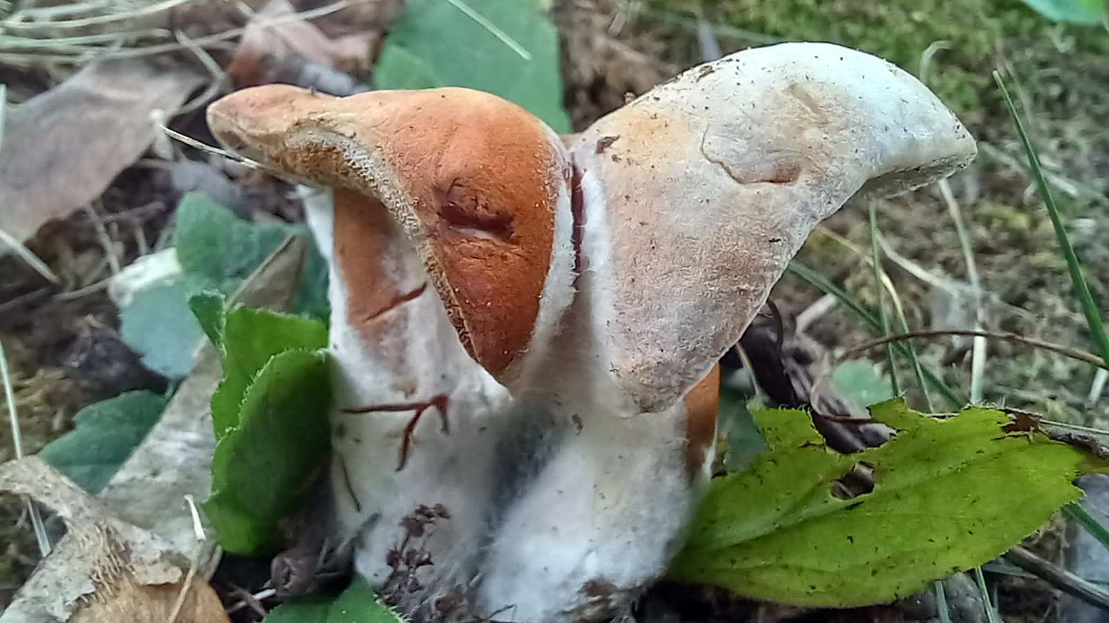 20210921 134429 from Fungus With ANTS 