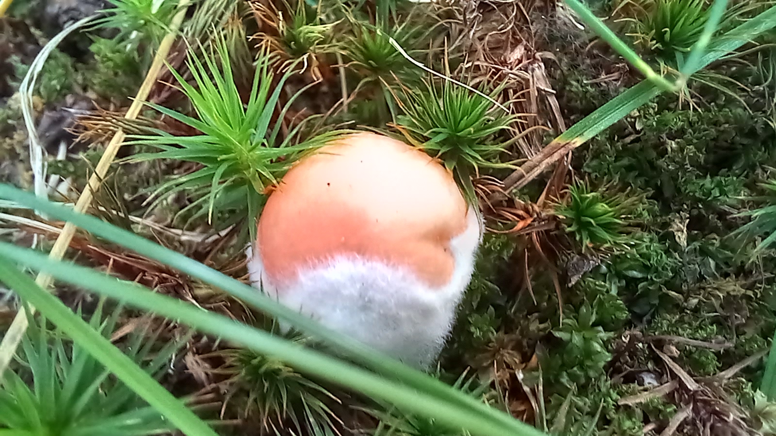 20210921 134438 from Fungus With ANTS 