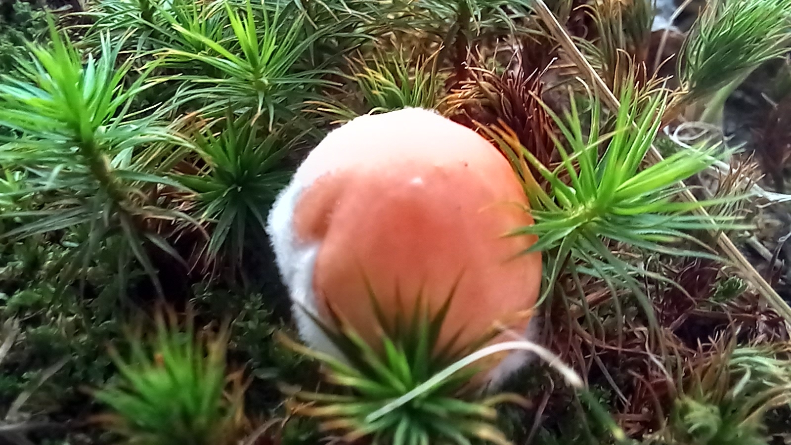 20210921 134459 from Fungus With ANTS 