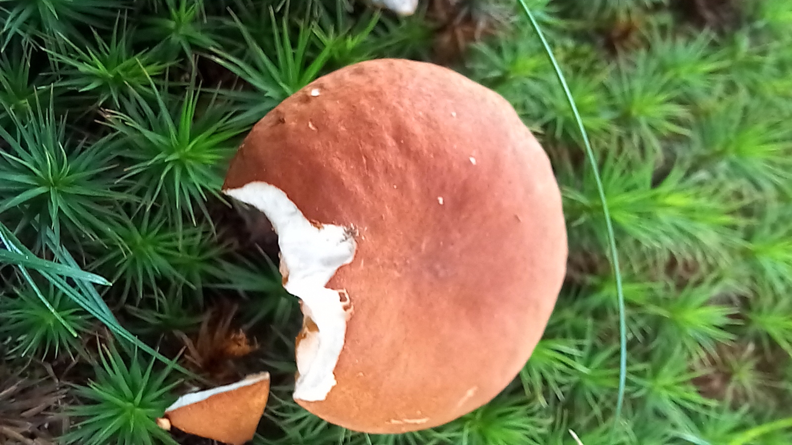 20210921 134512 from Fungus With ANTS 