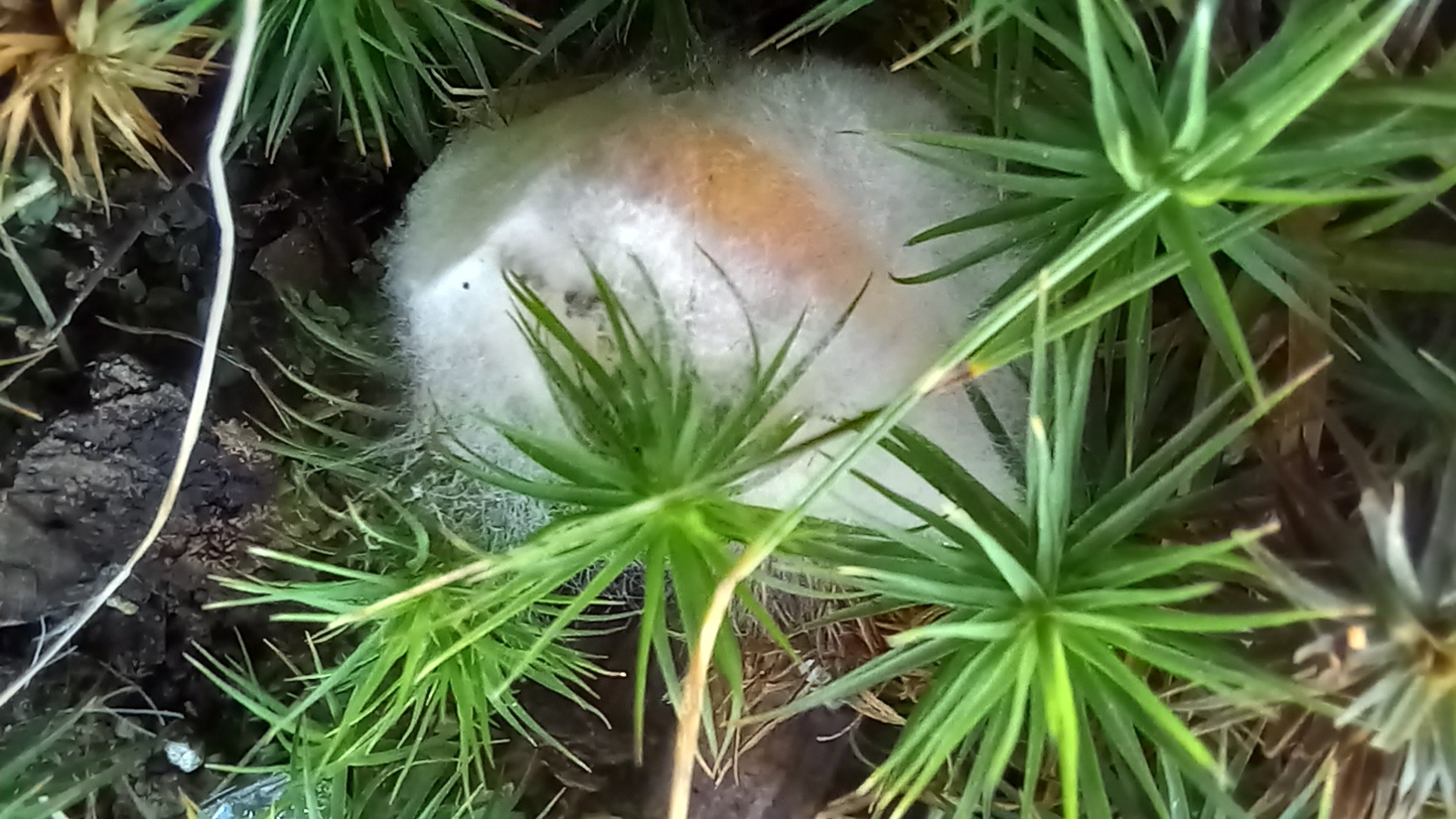 20210921 134604 from Fungus With ANTS 