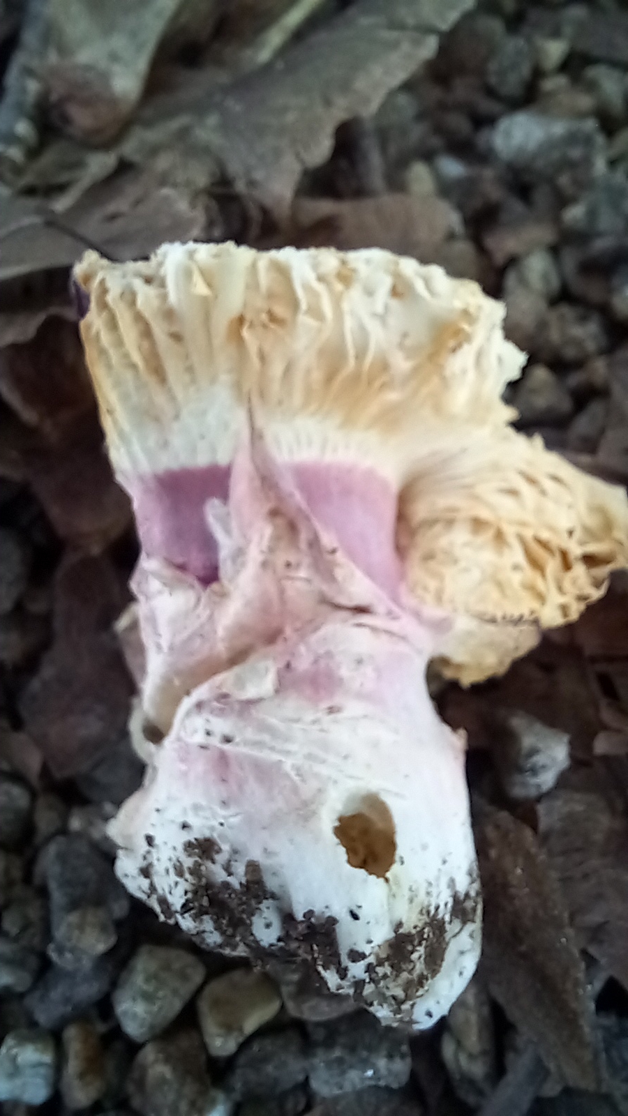 20210921 135132 from Fungus With ANTS 