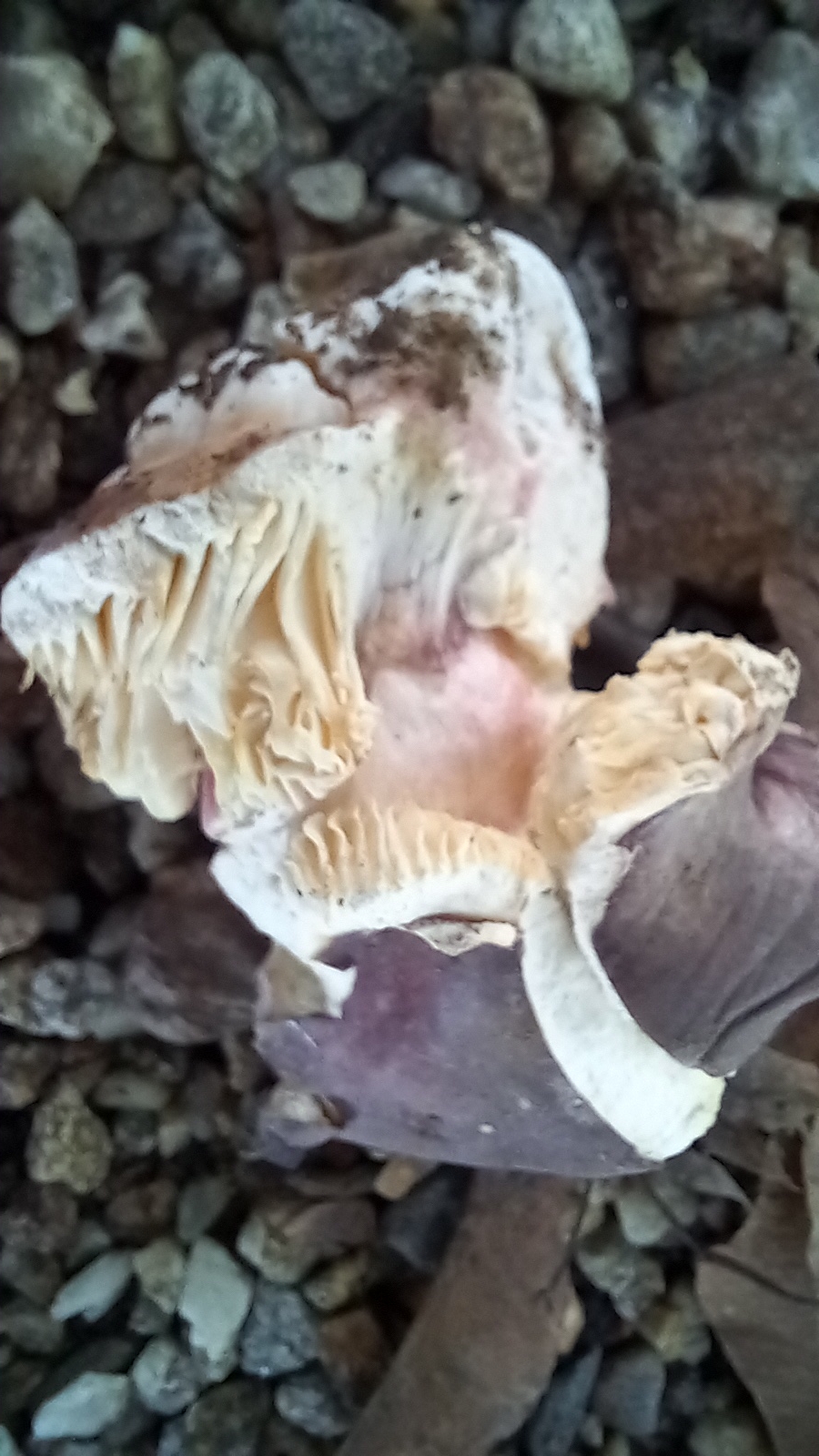 20210921 135139 from Fungus With ANTS 