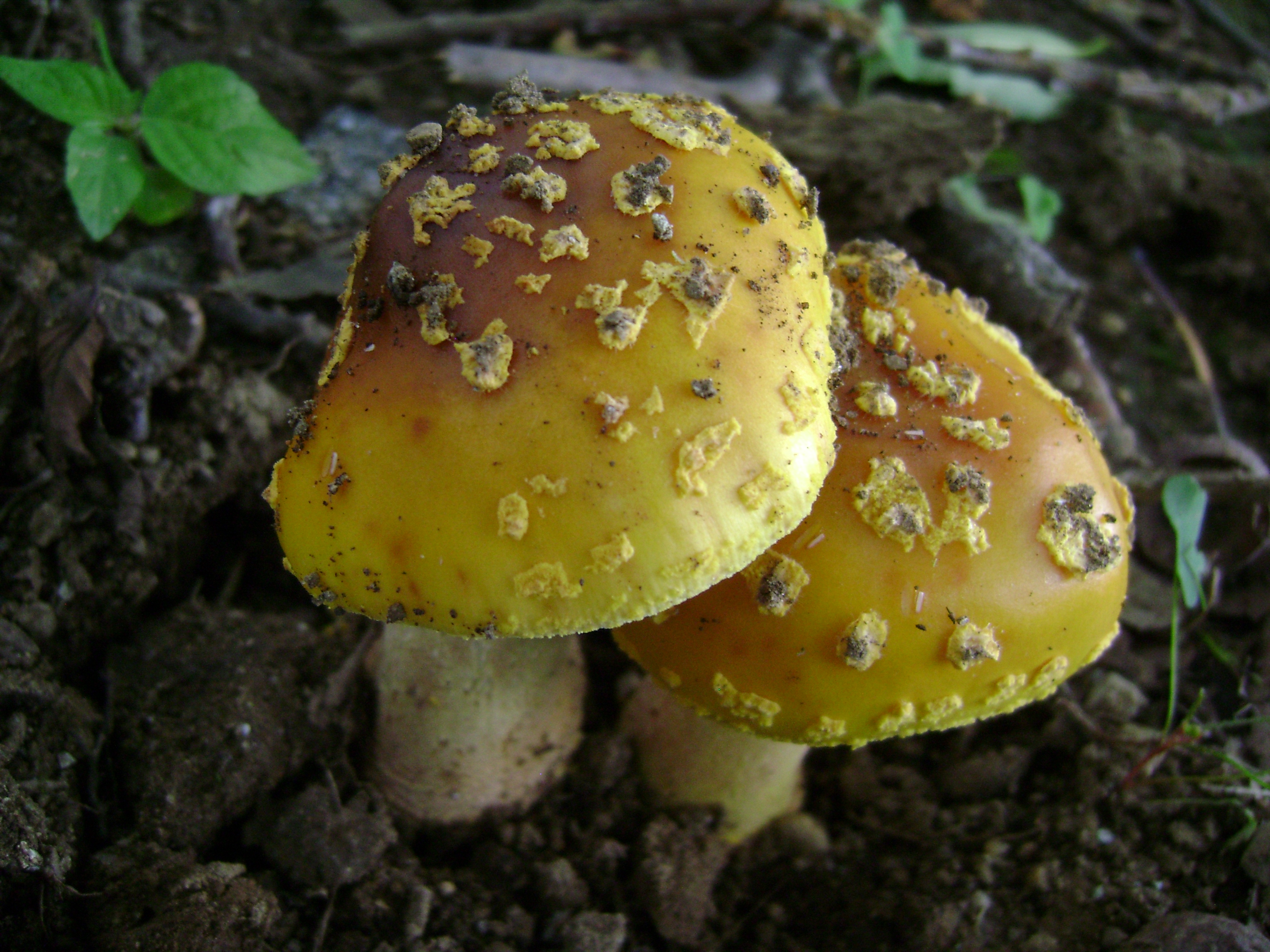 Adsc05628 from Fungus With ANTS 
