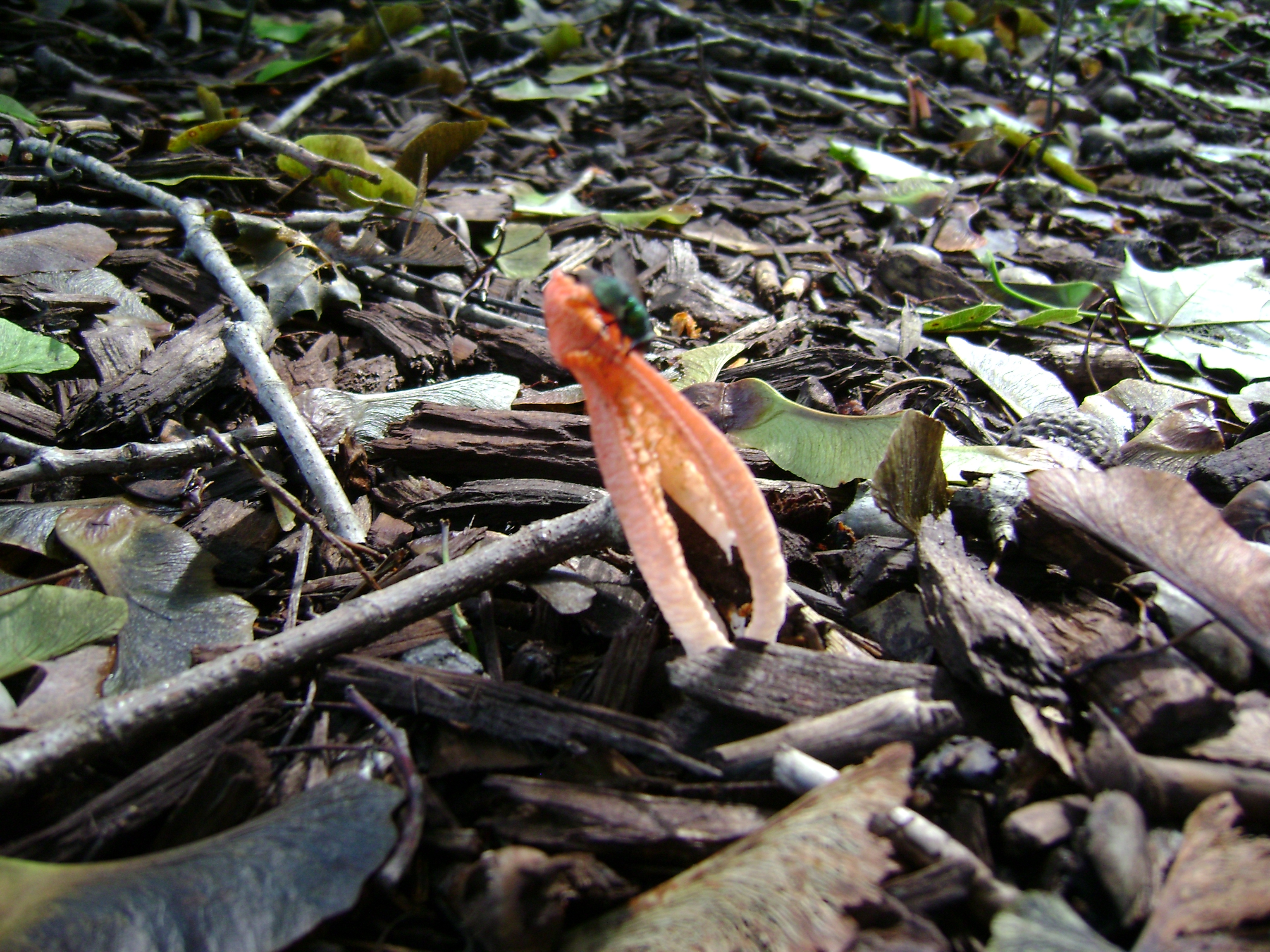 Cdsc06243 from Fungus With ANTS 