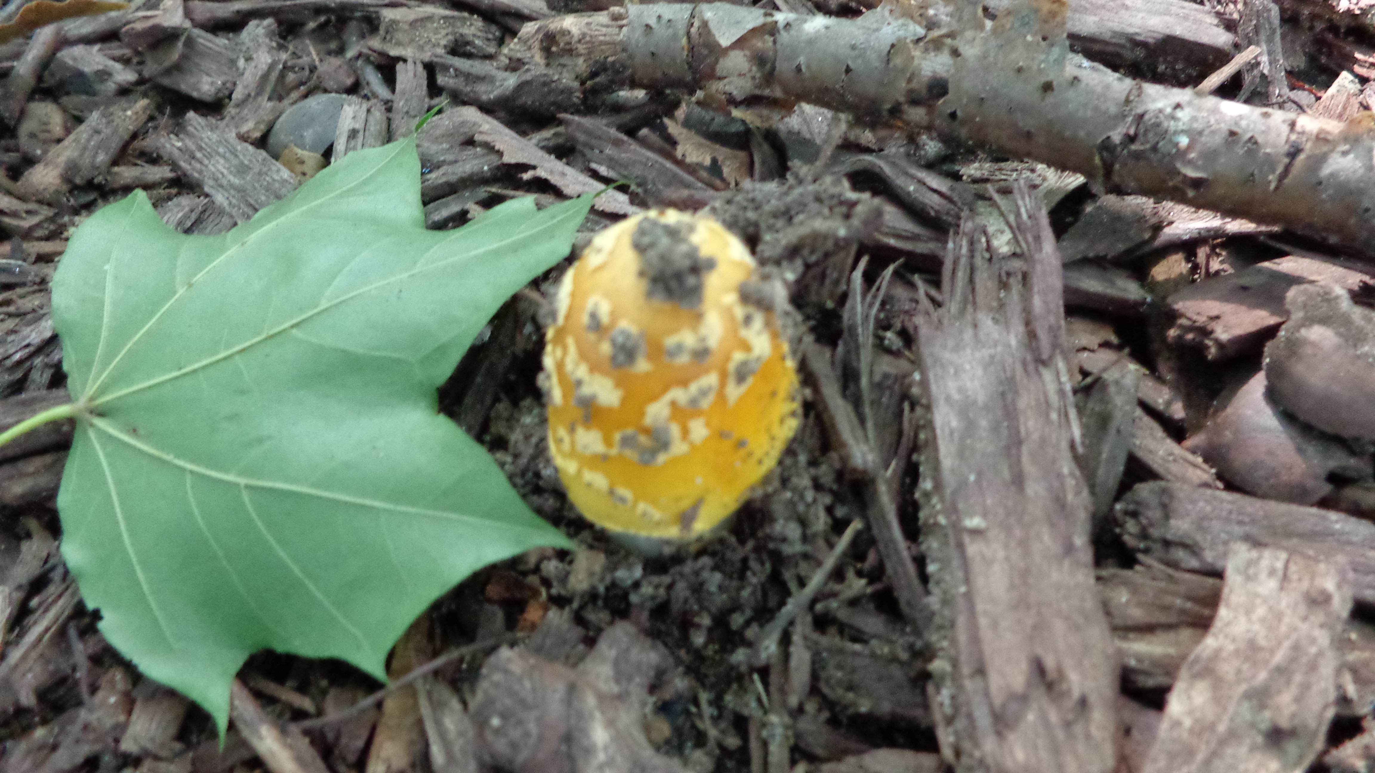 Dsc00094 from Fungus With ANTS 