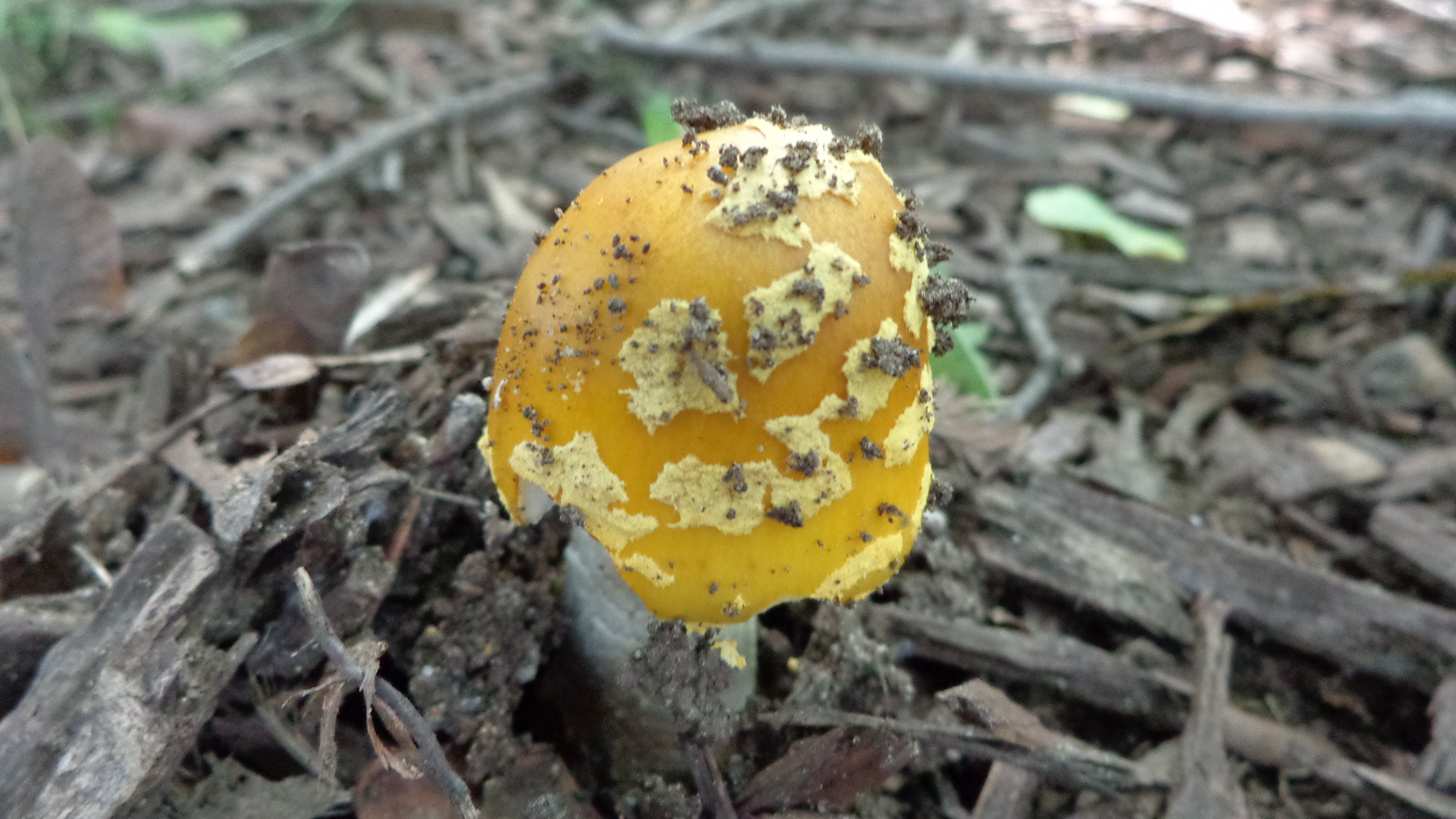 Dsc00095 from Fungus With ANTS 