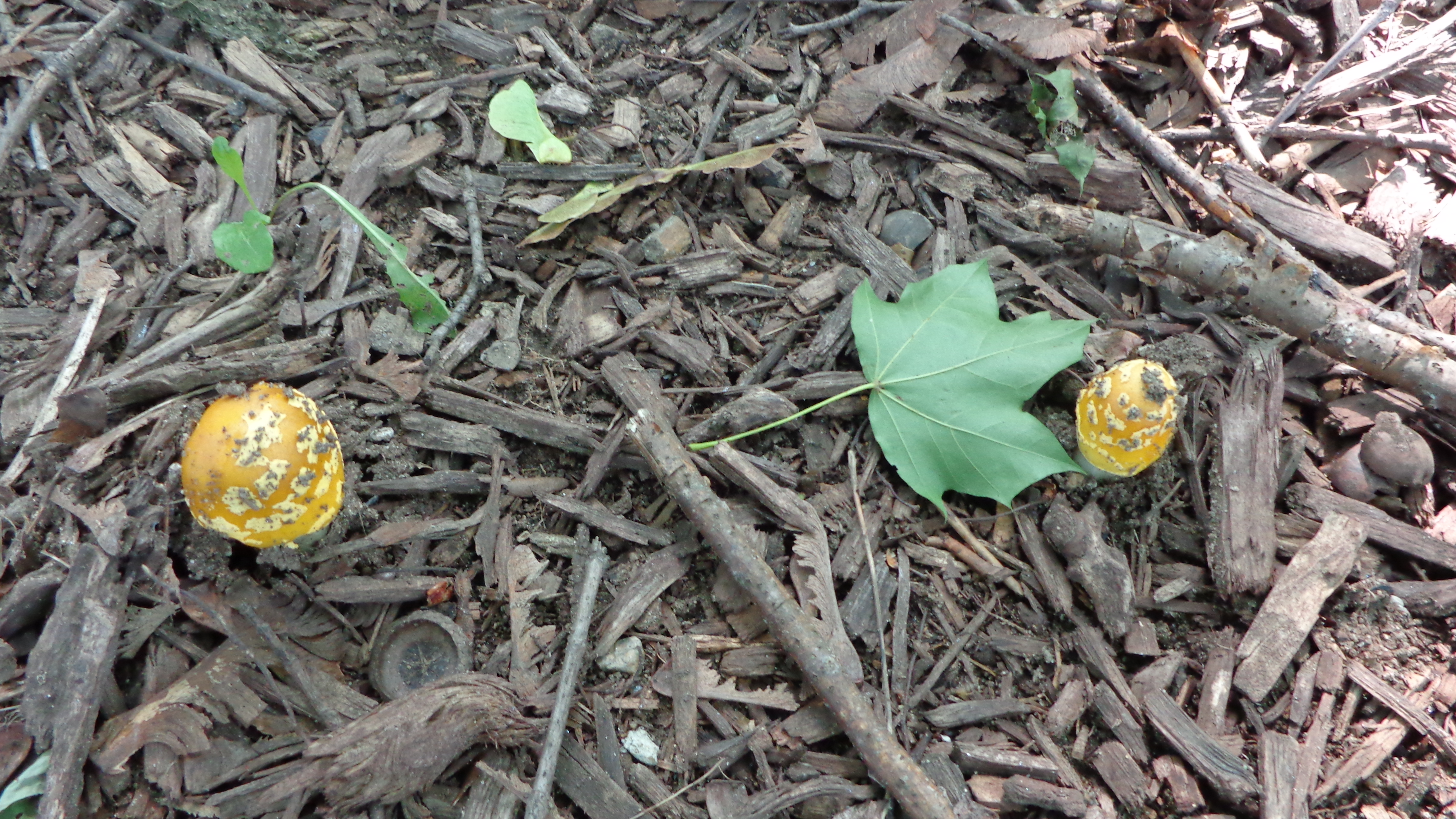 Dsc00096 from Fungus With ANTS 