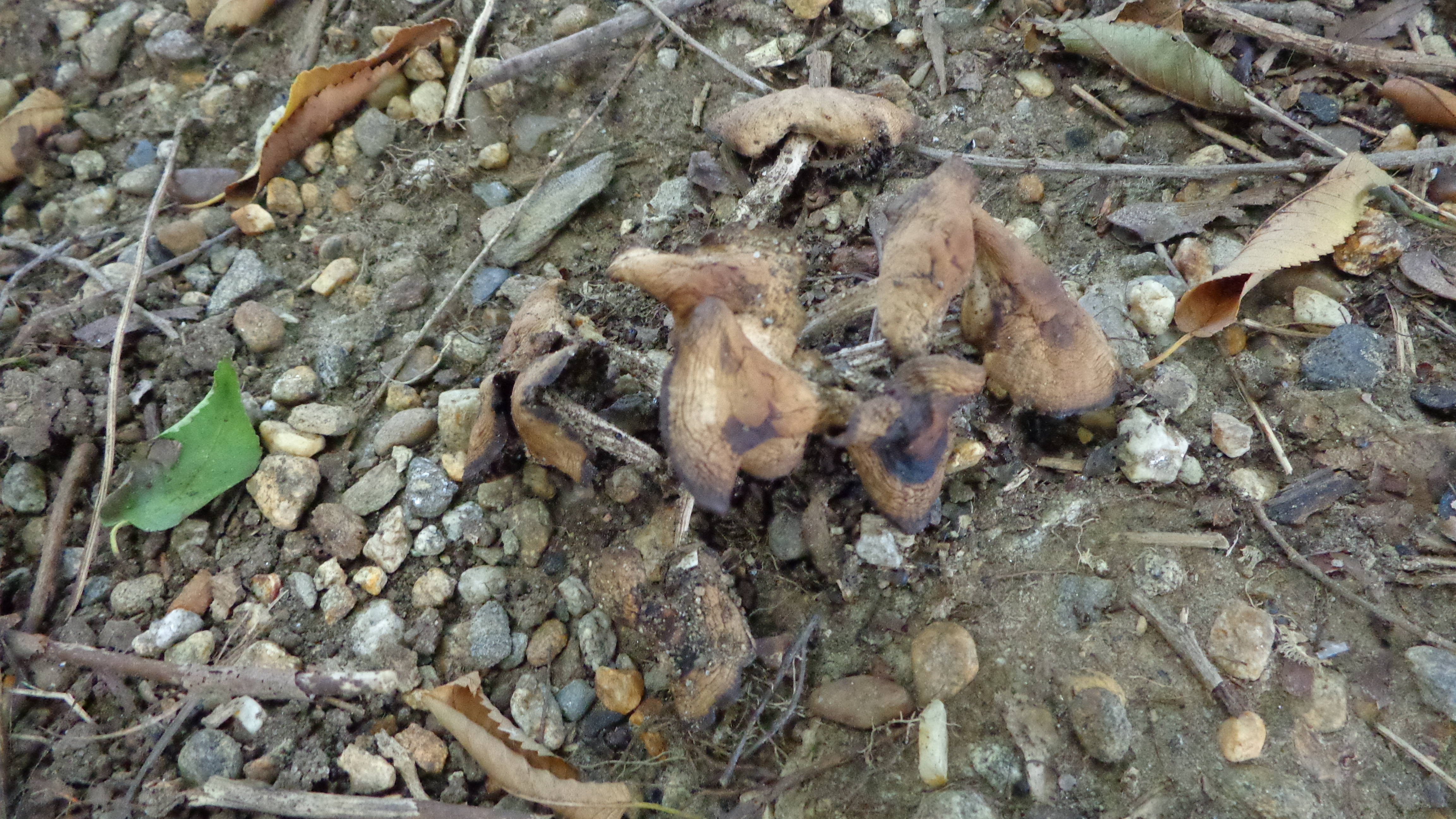 Dsc00098 from Fungus With ANTS 
