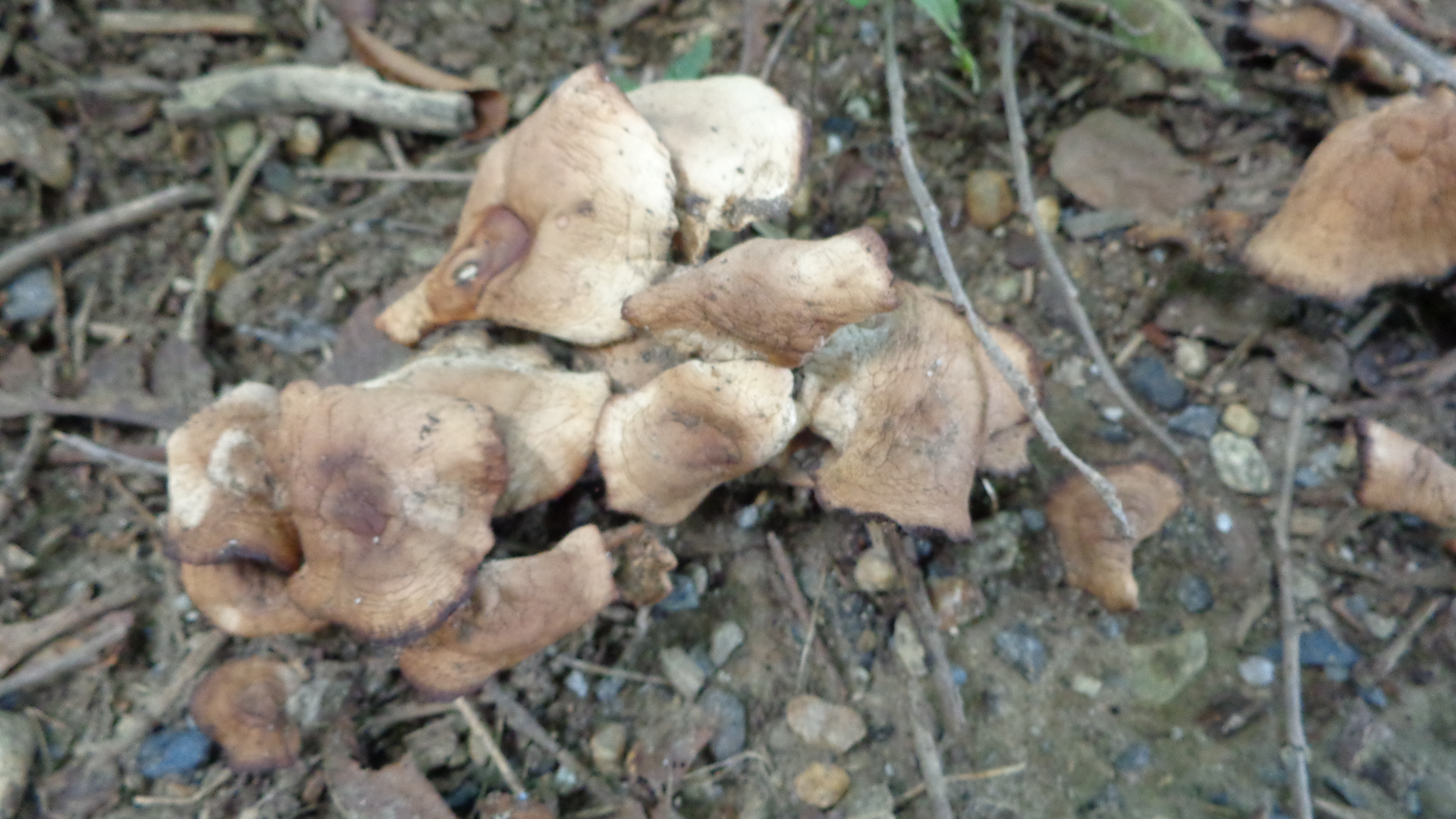 Dsc00100 from Fungus With ANTS 