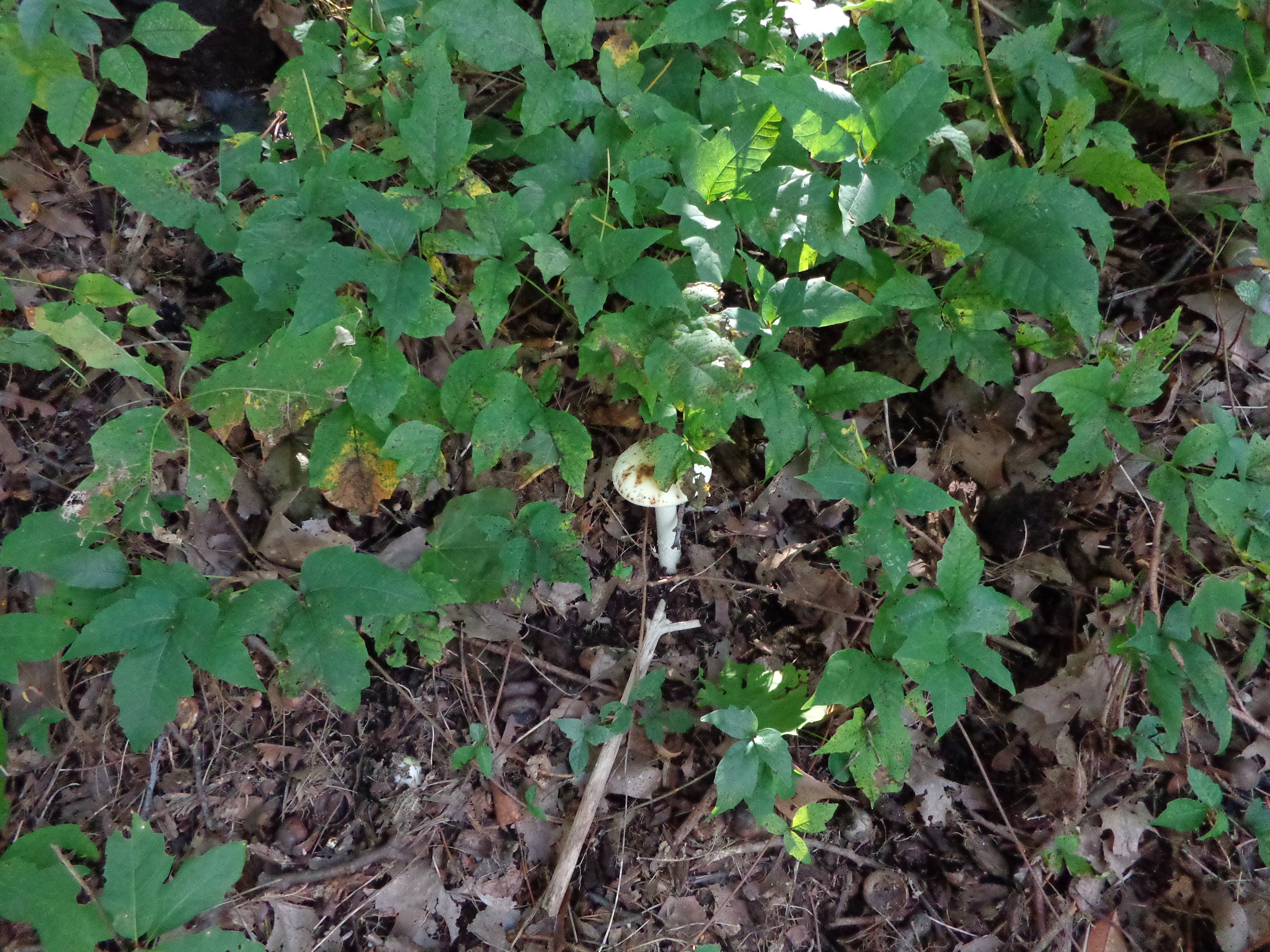 Dsc00663 from Fungus With ANTS 