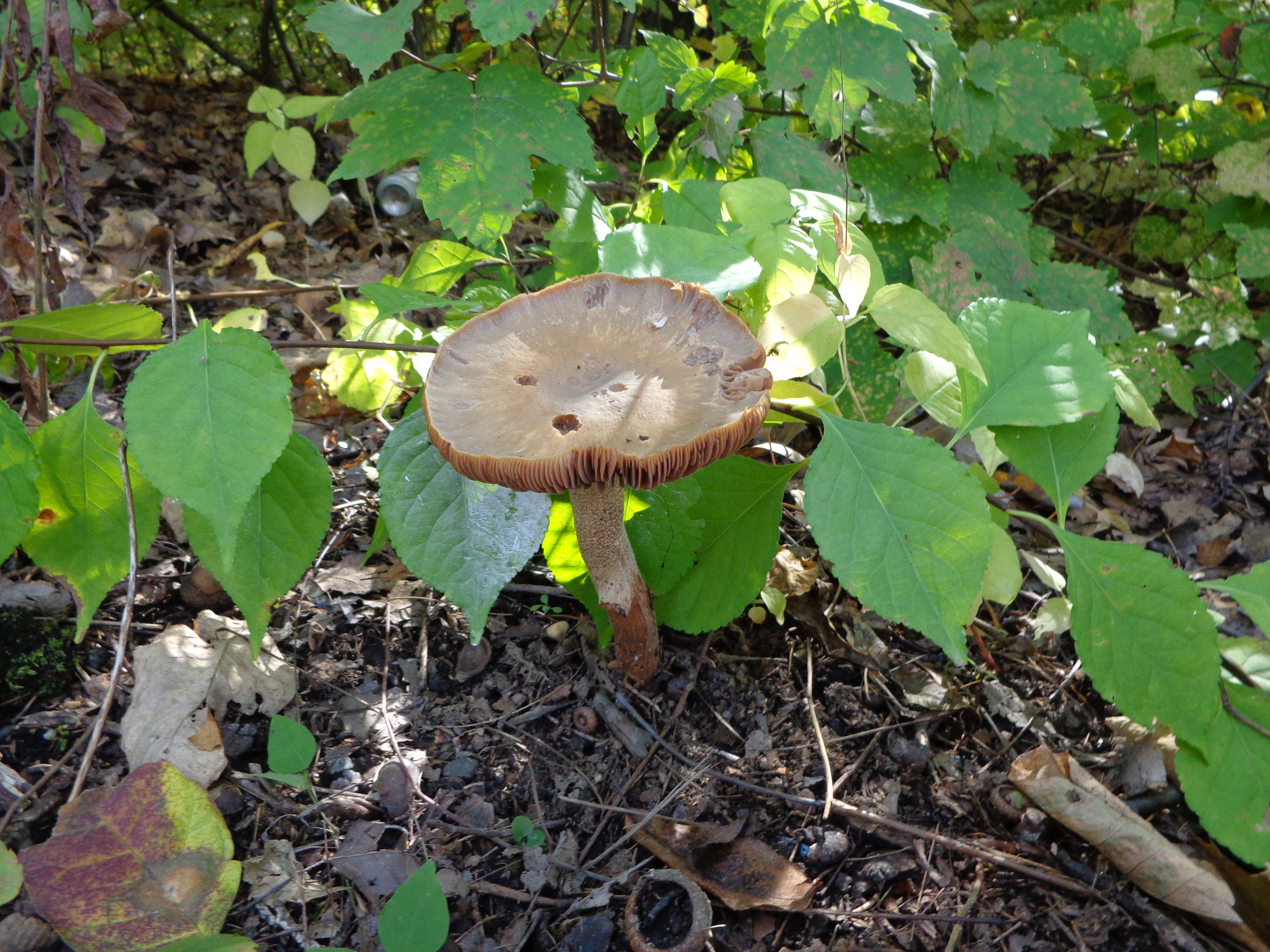Dsc00664 from Fungus With ANTS 