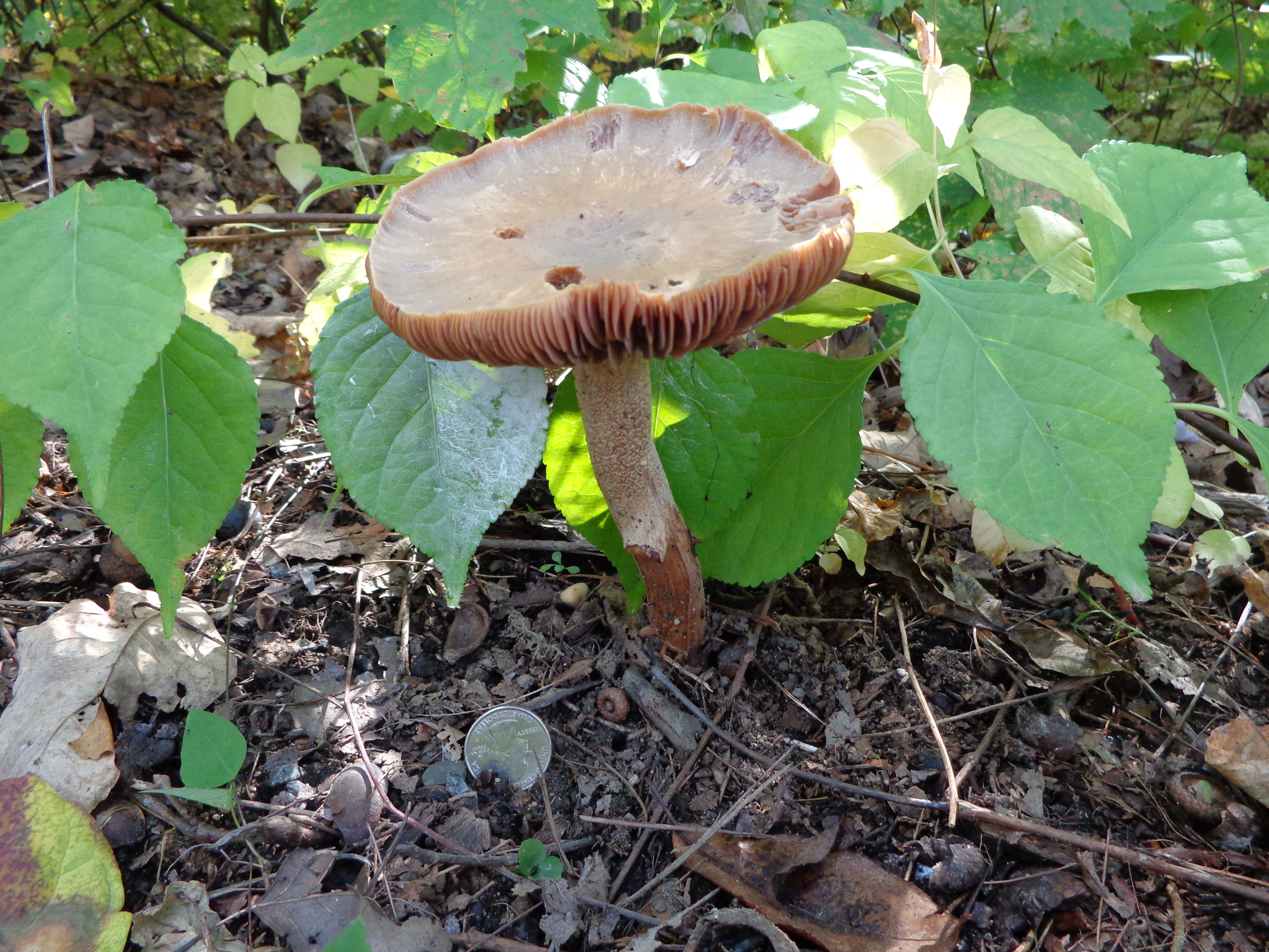 Dsc00665 from Fungus With ANTS 