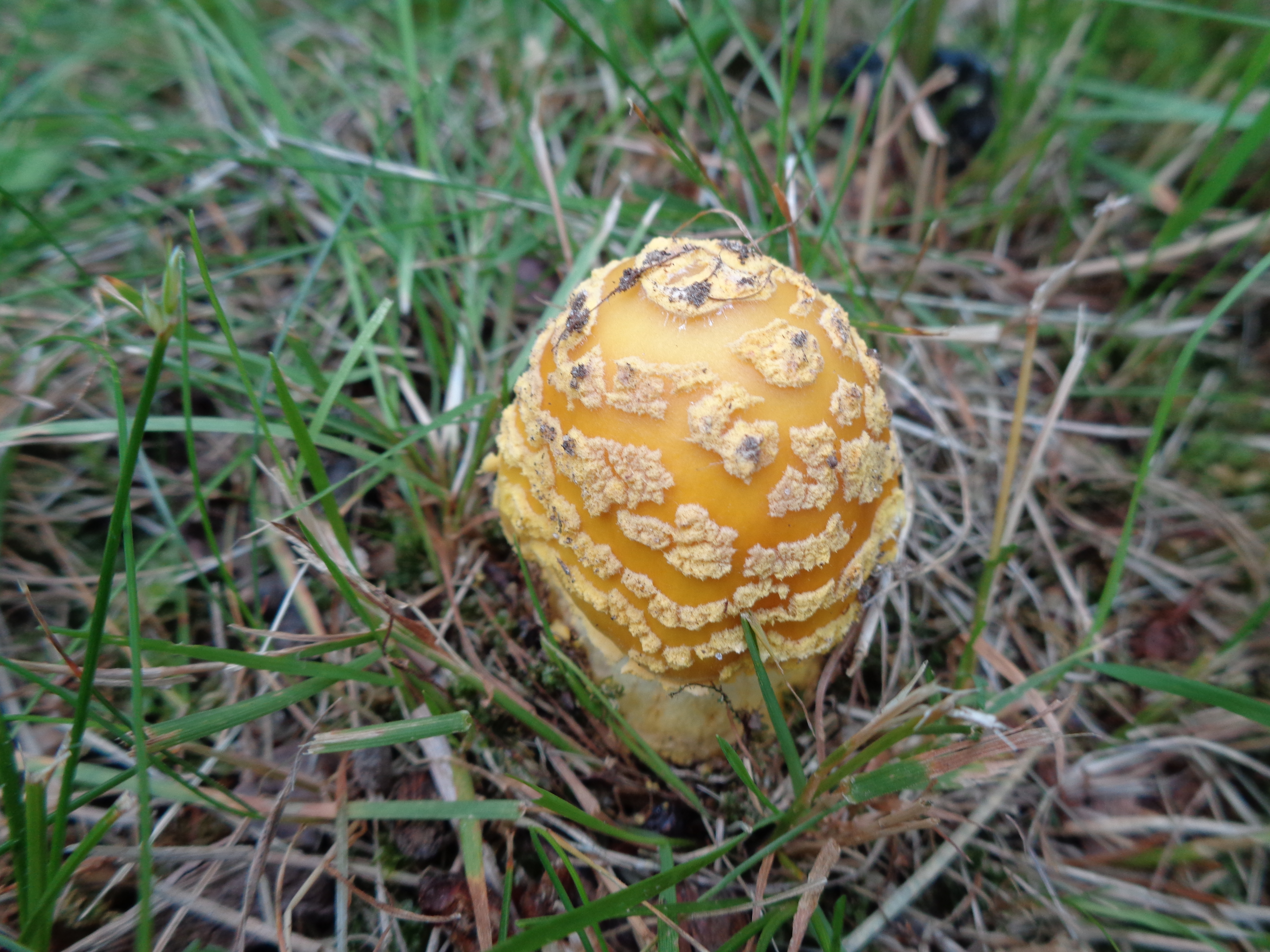 Dsc03304 from Fungus With ANTS 