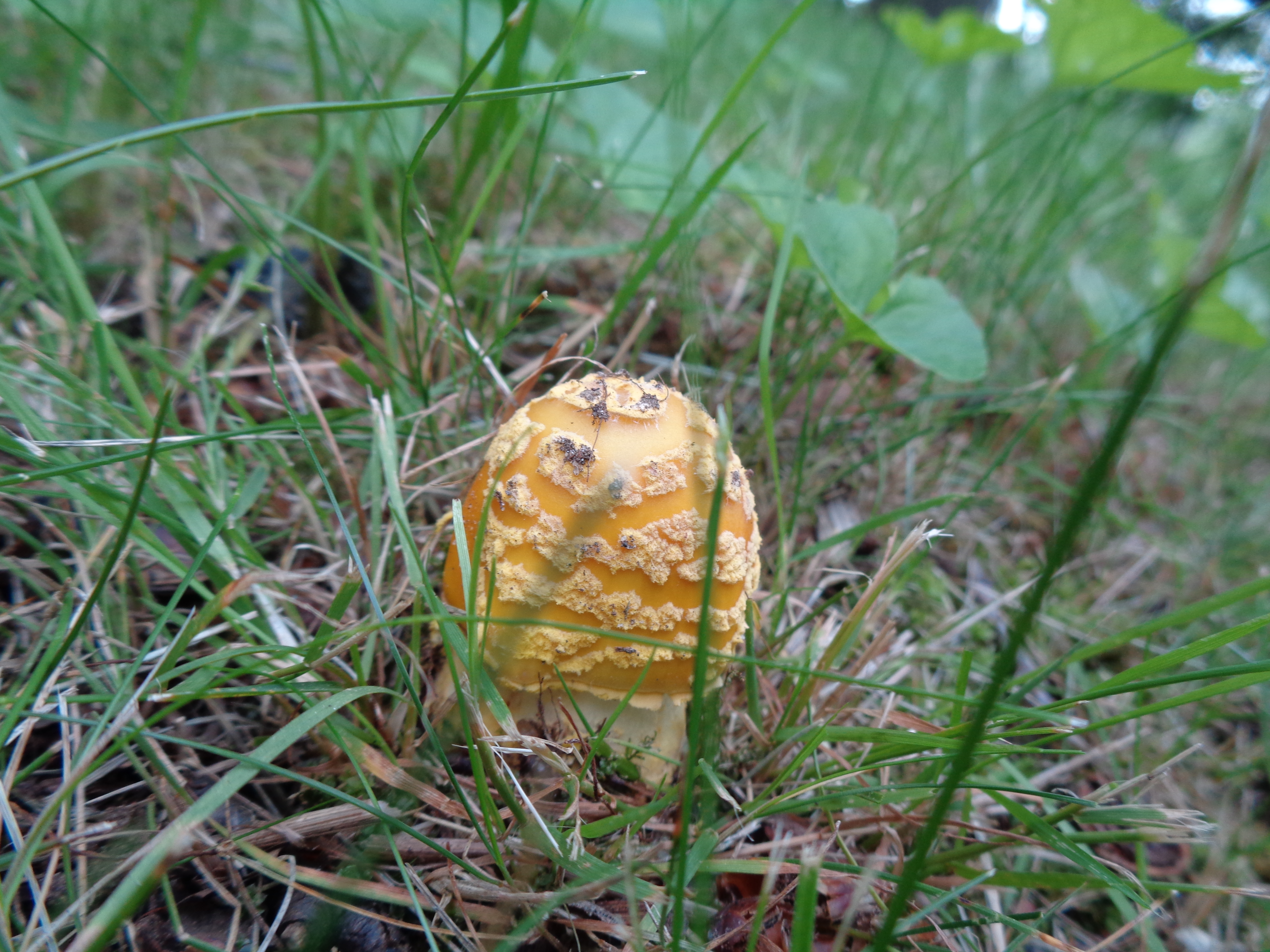 Dsc03305 from Fungus With ANTS 