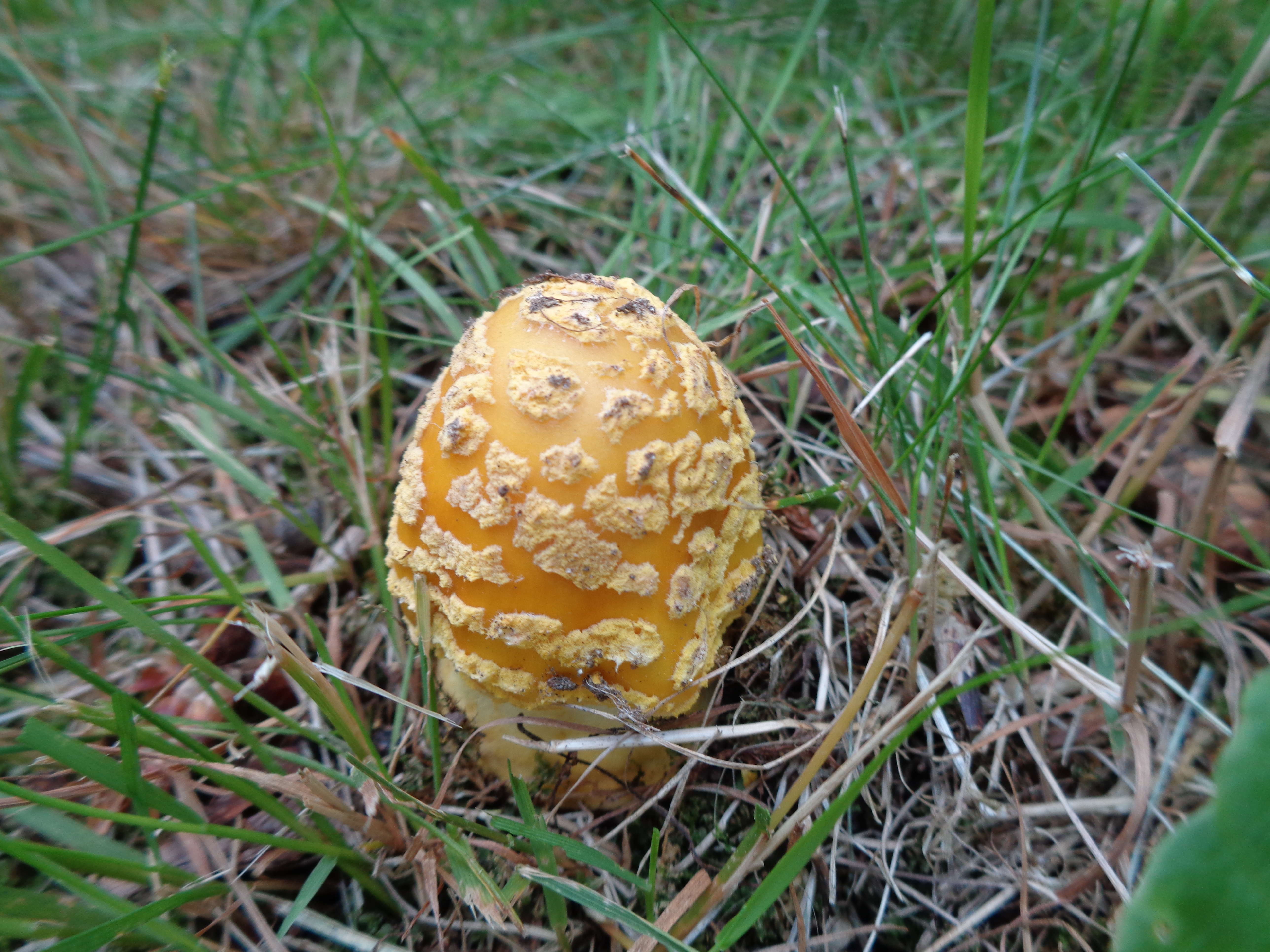 Dsc03306 from Fungus With ANTS 