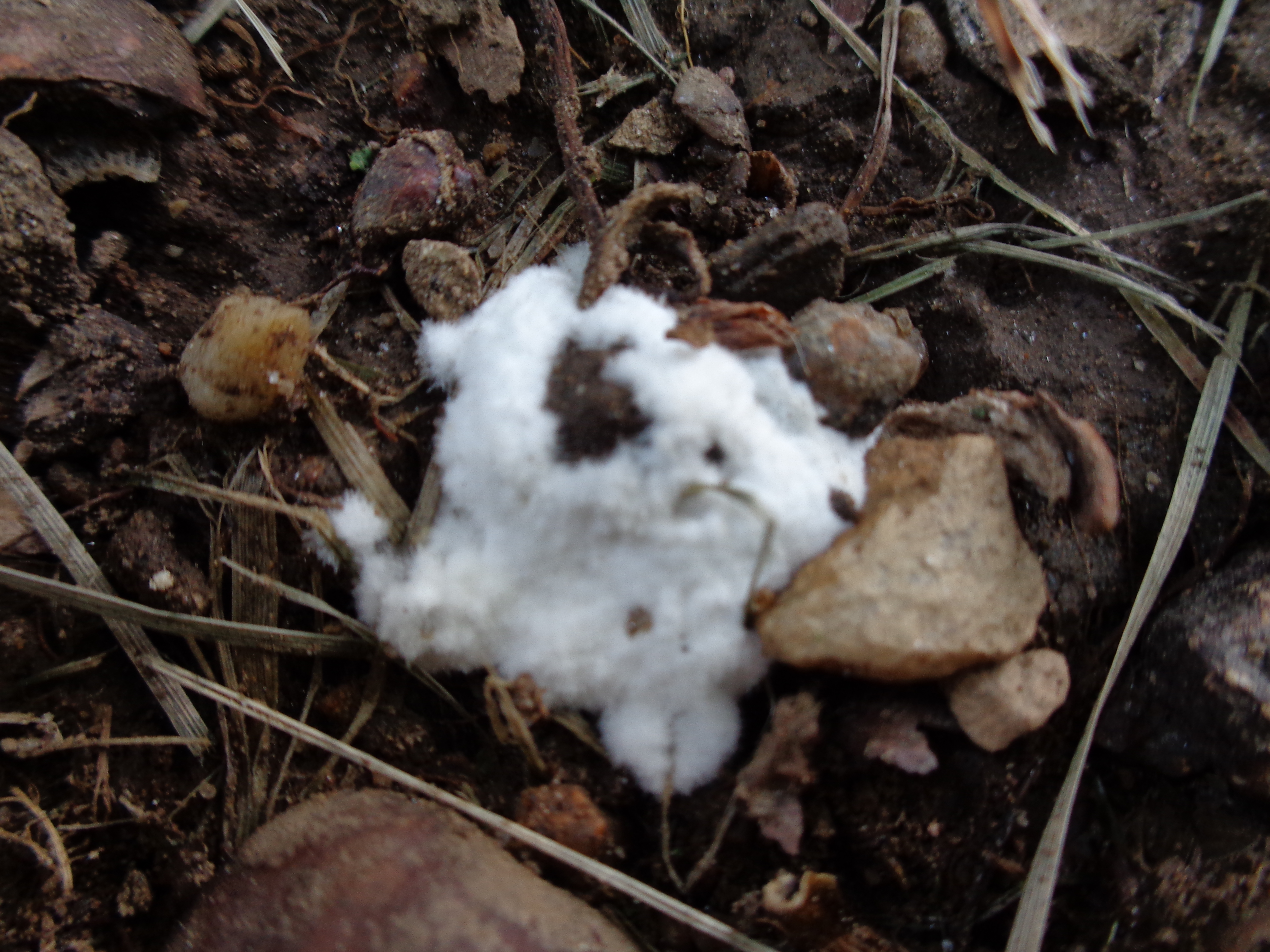 Dsc03311 from Fungus With ANTS 