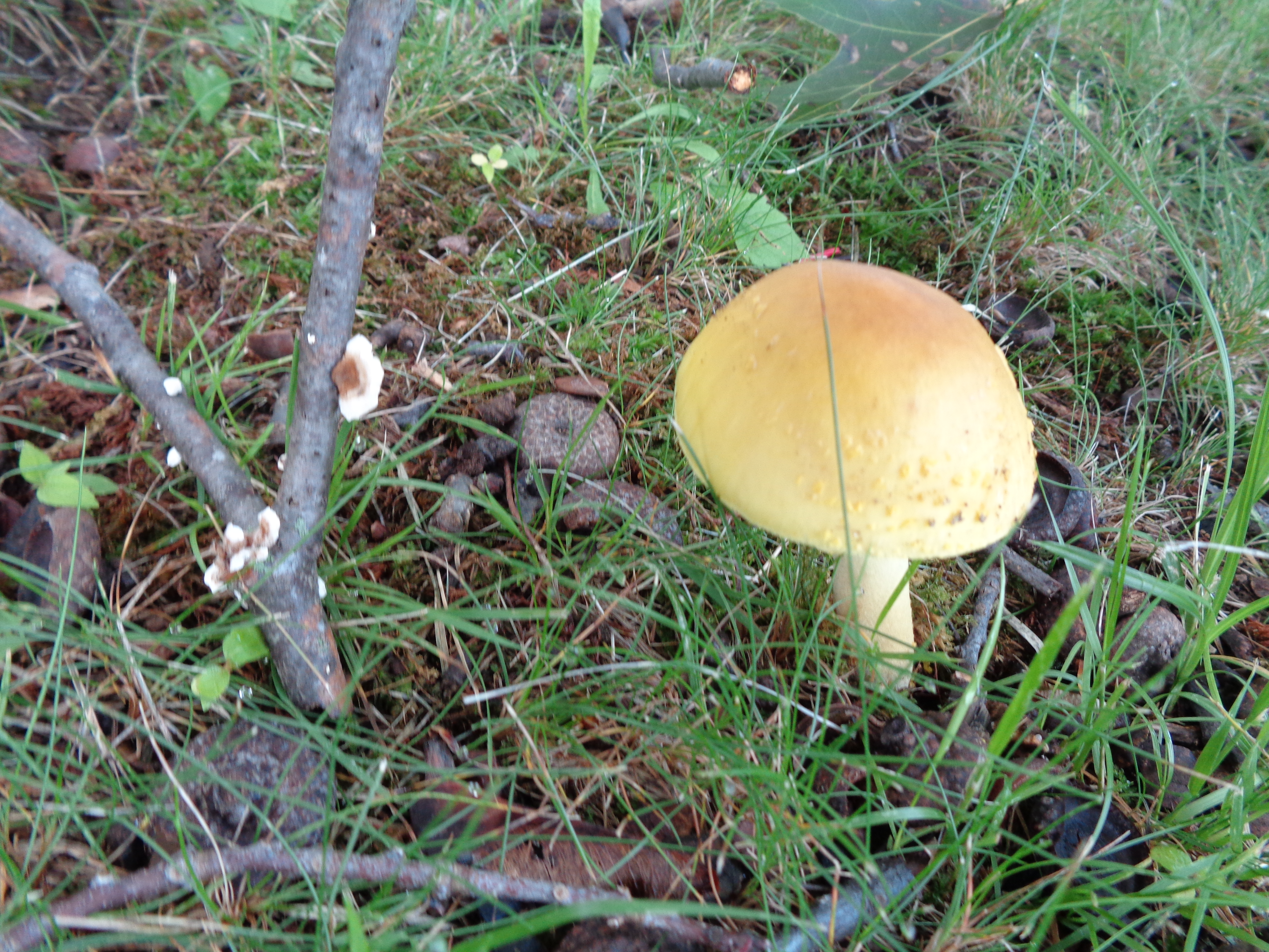 Dsc03325 from Fungus With ANTS 