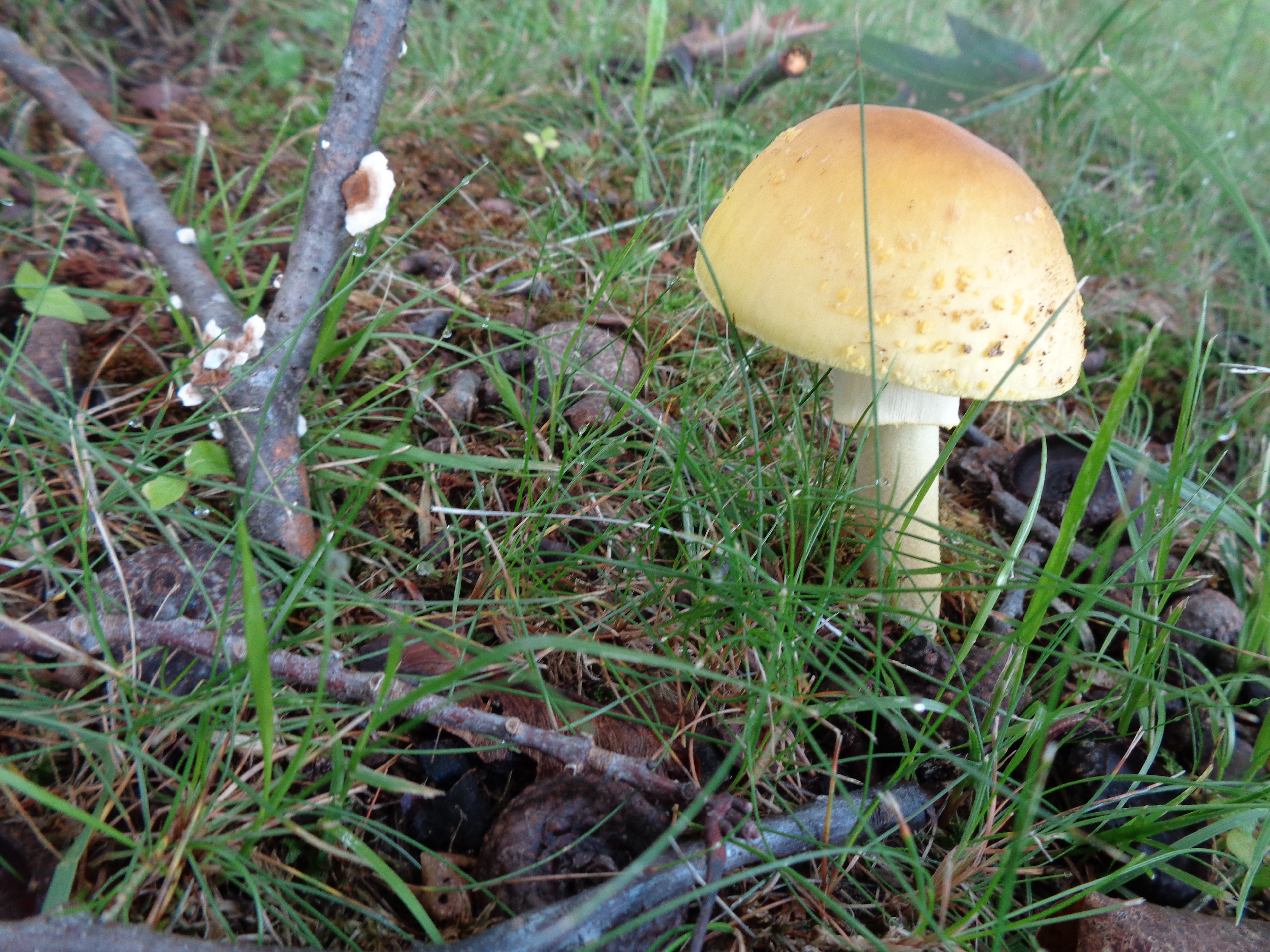 Dsc03326 from Fungus With ANTS 
