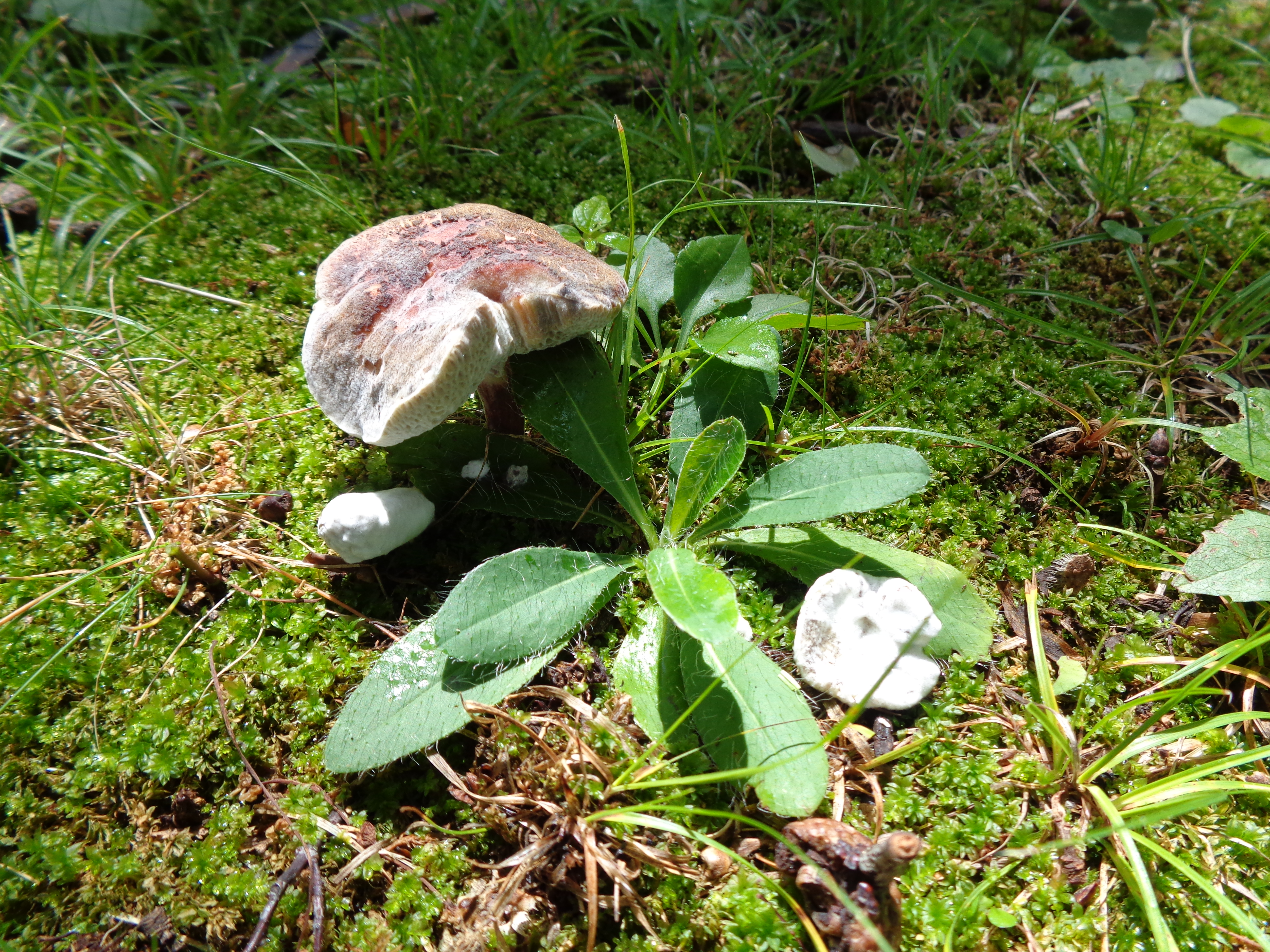 Dsc03328 from Fungus With ANTS 