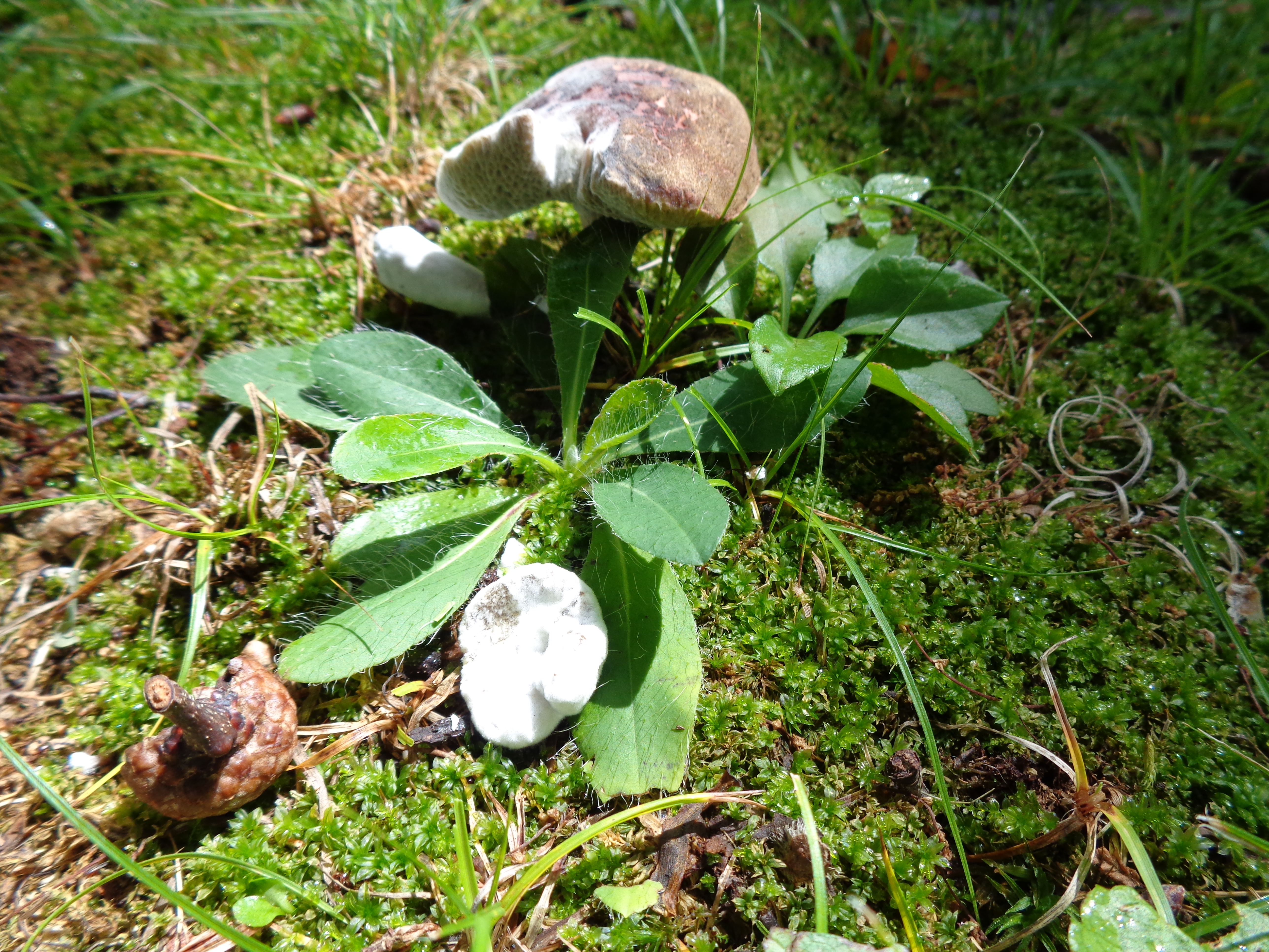 Dsc03330 from Fungus With ANTS 