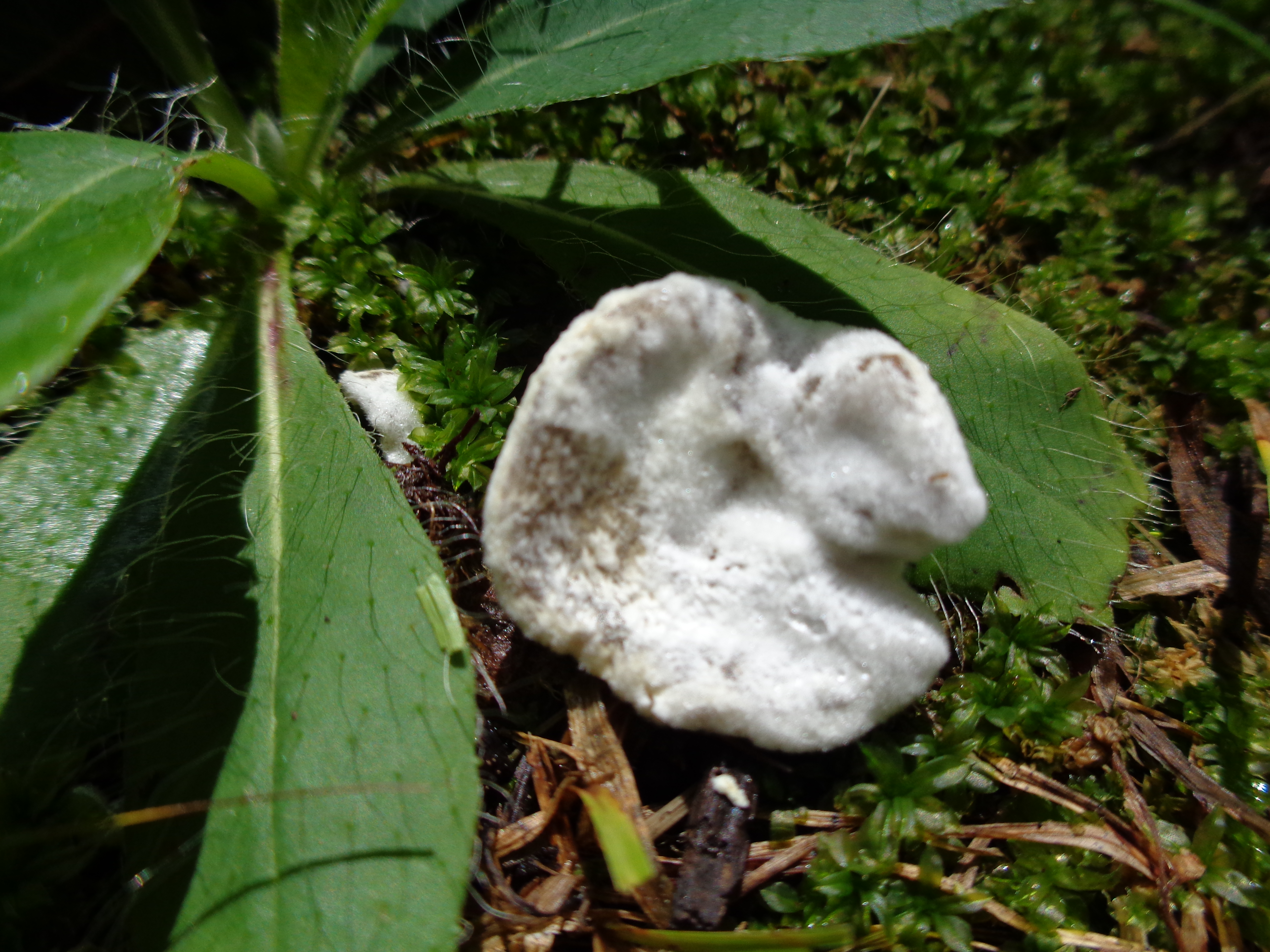 Dsc03331 from Fungus With ANTS 
