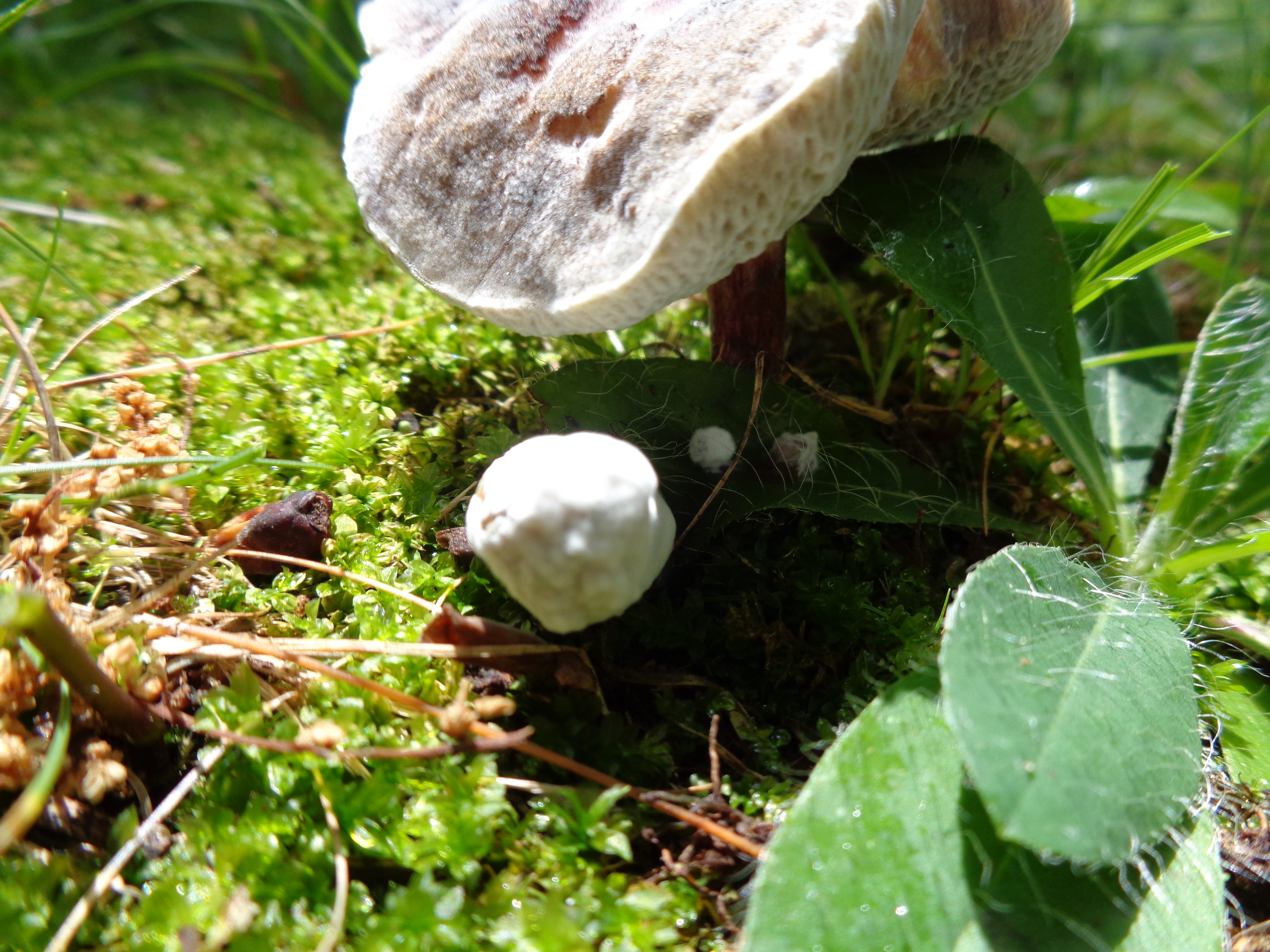 Dsc03332 from Fungus With ANTS 