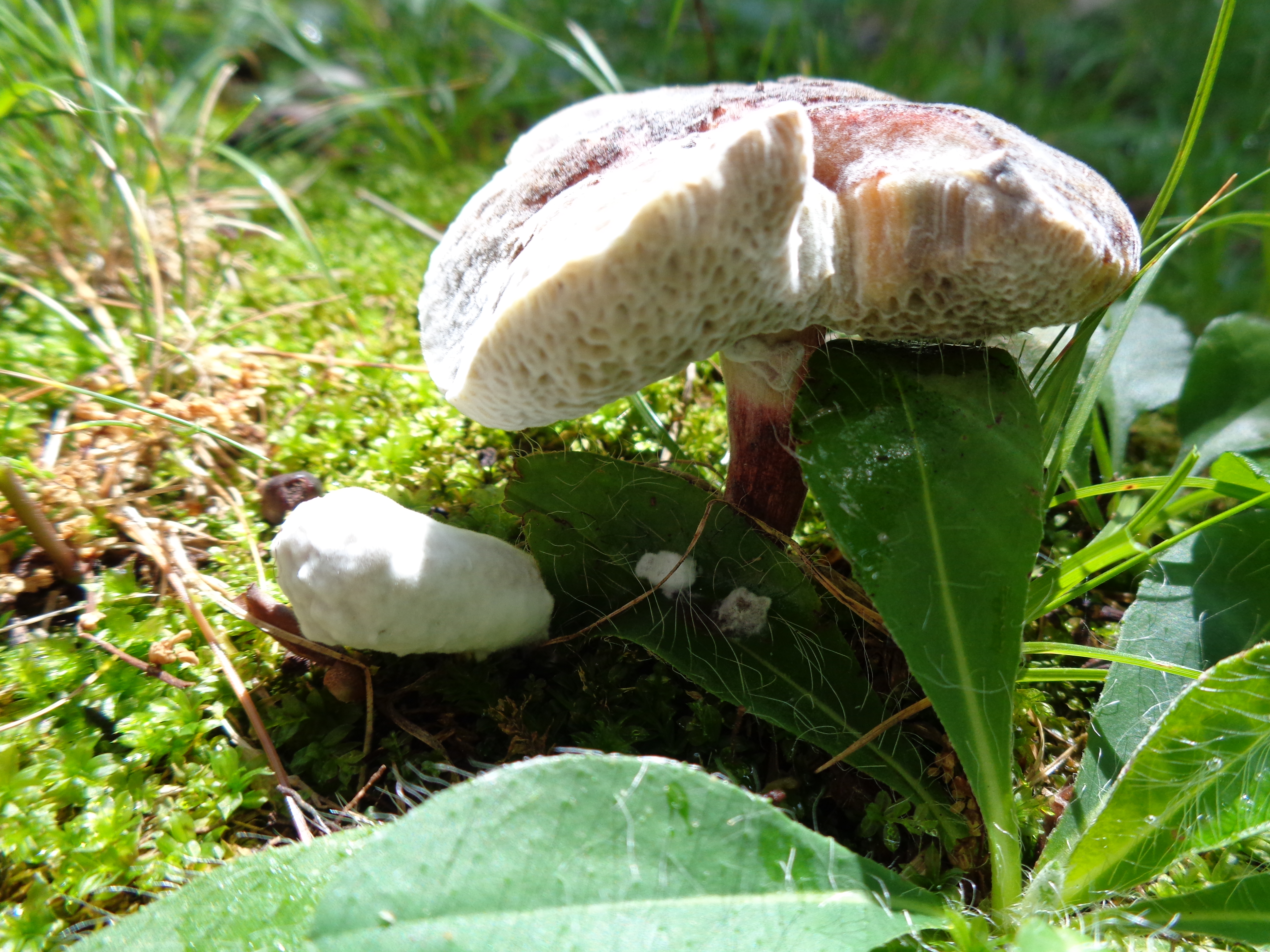 Dsc03333 from Fungus With ANTS 