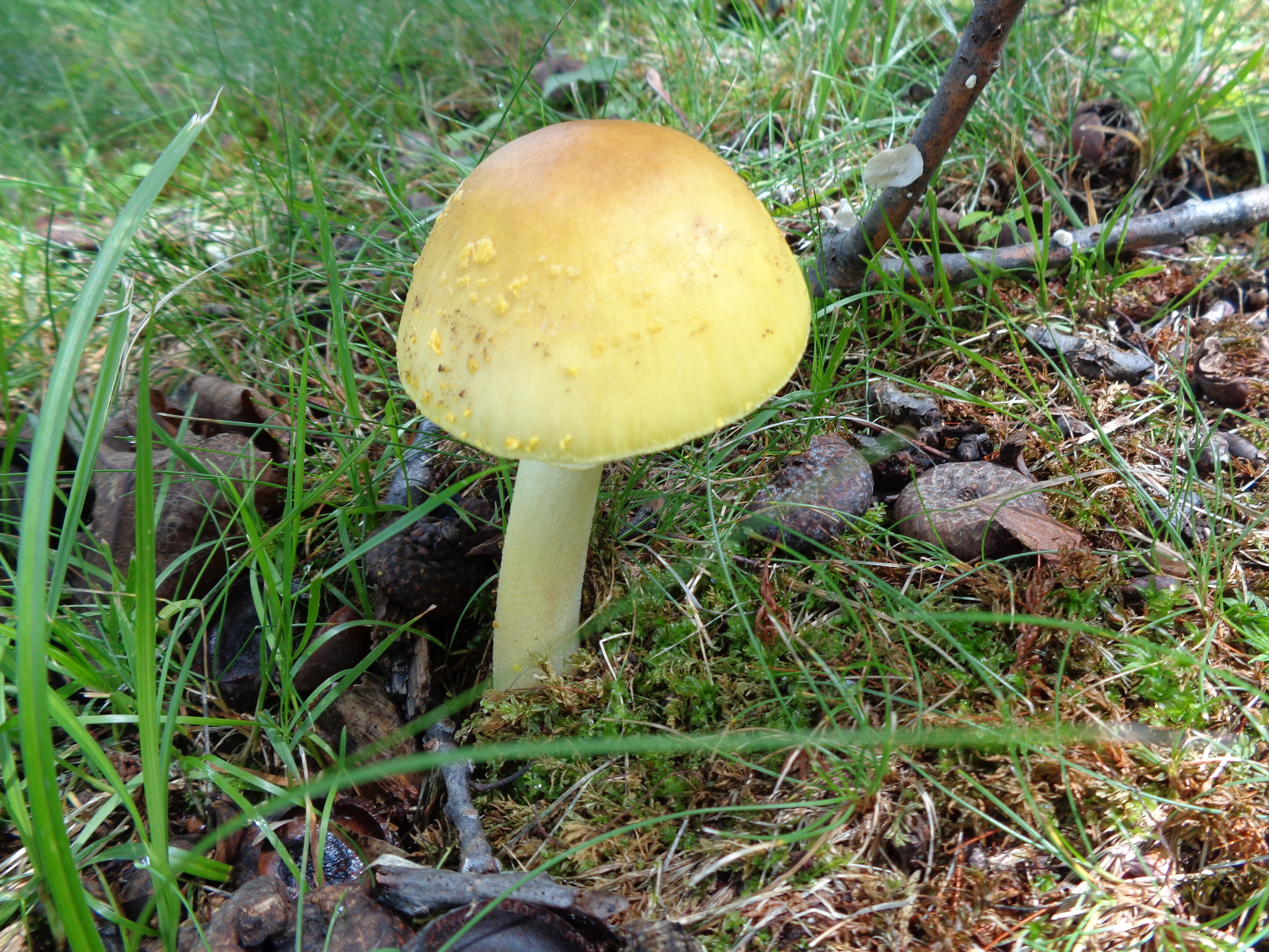 Dsc03340 from Fungus With ANTS 