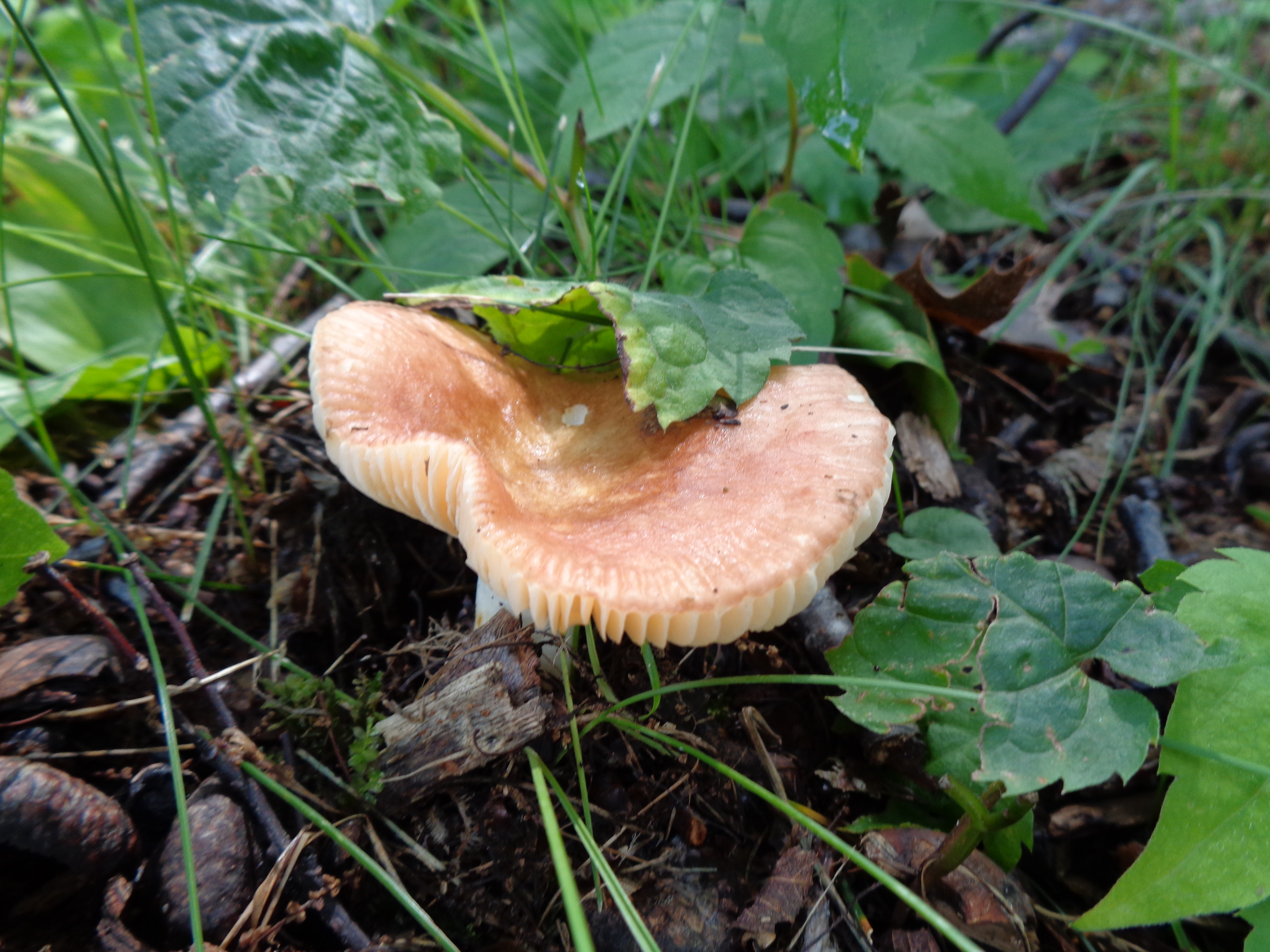 Dsc03345 from Fungus With ANTS 