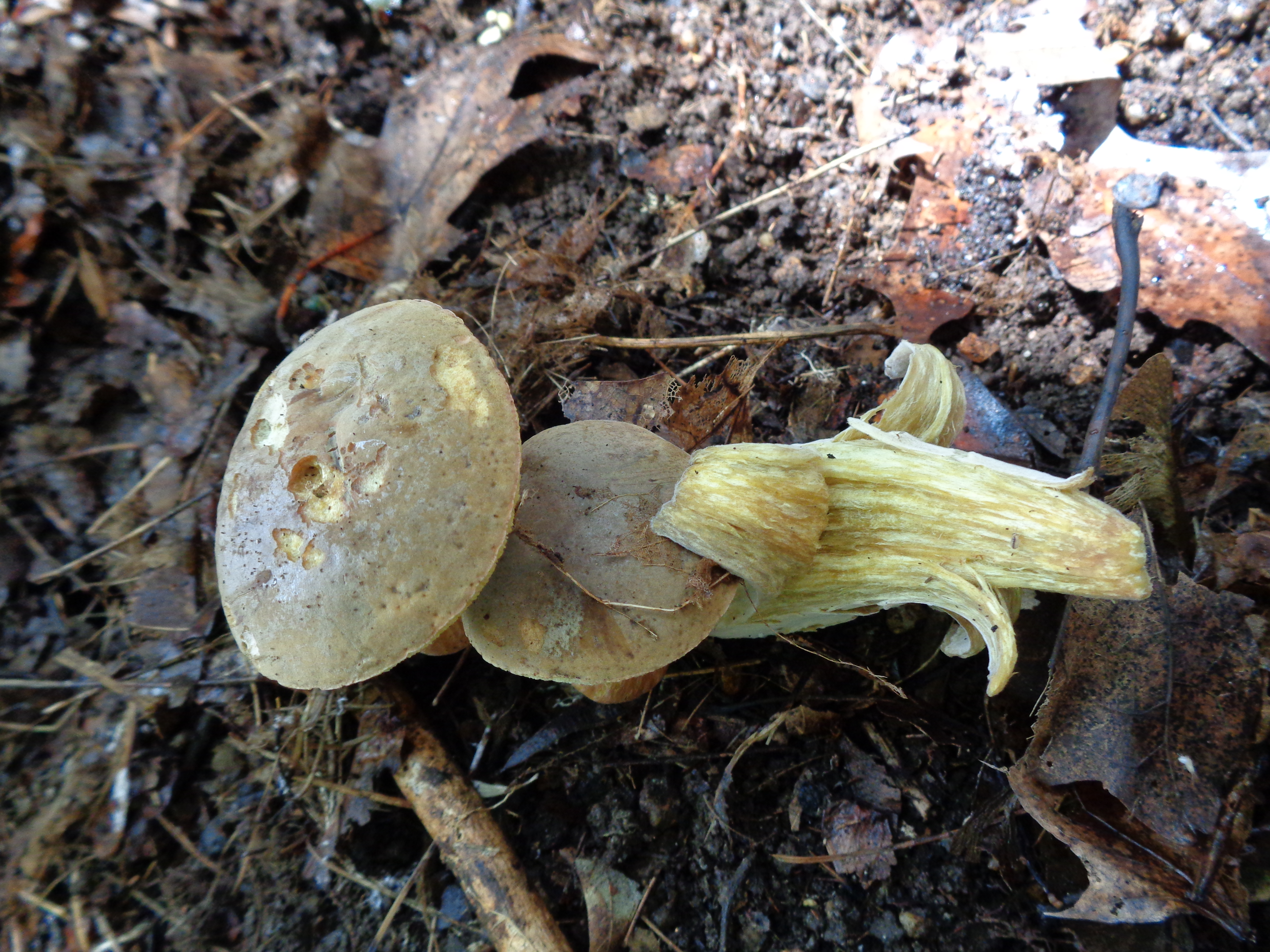 Dsc03348 from Fungus With ANTS 