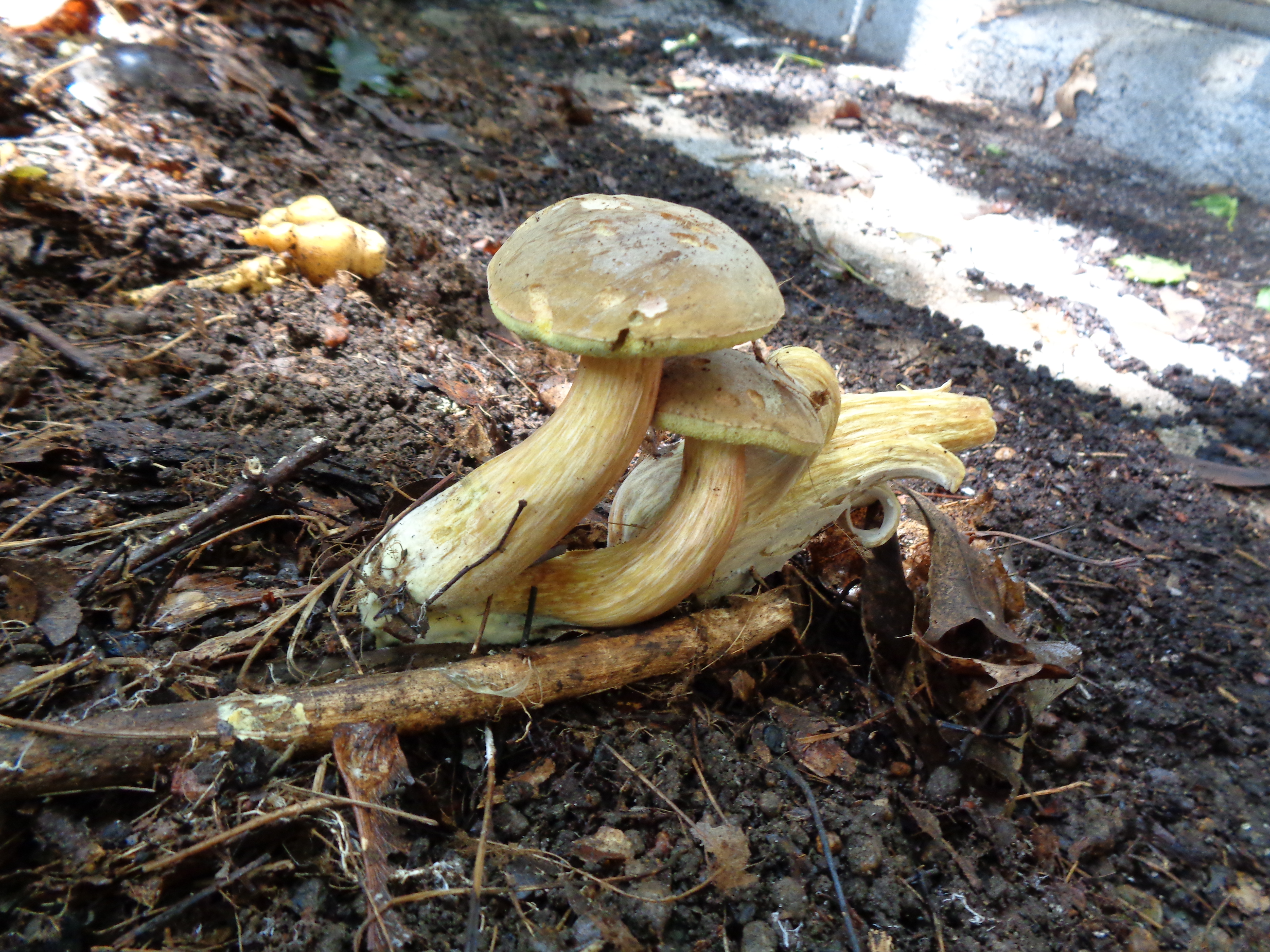 Dsc03352 from Fungus With ANTS 